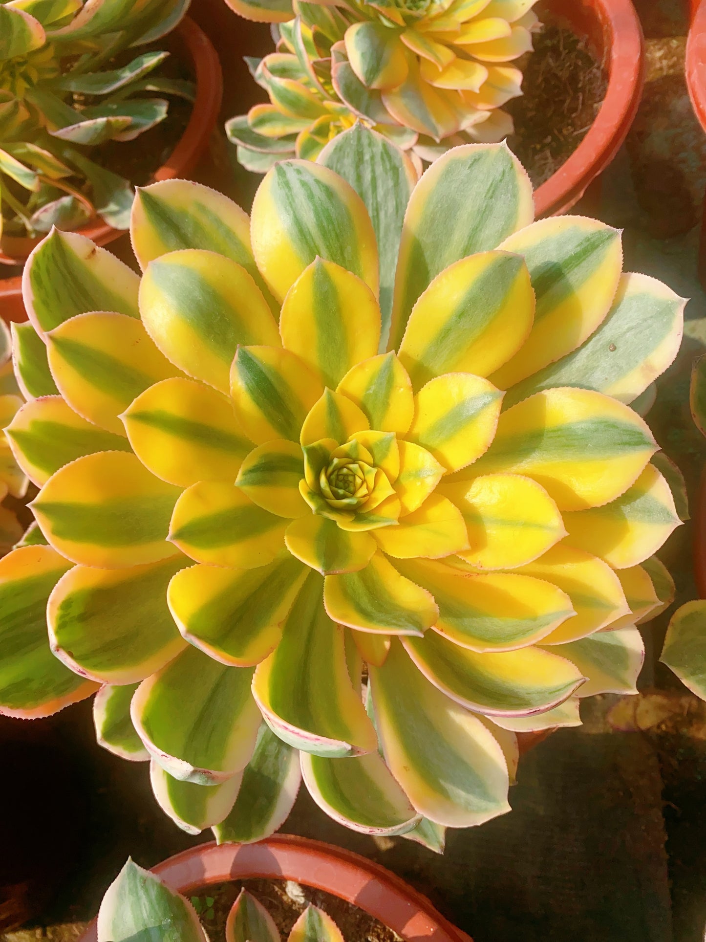 Sunburst/灿烂 cutting at least 10cm