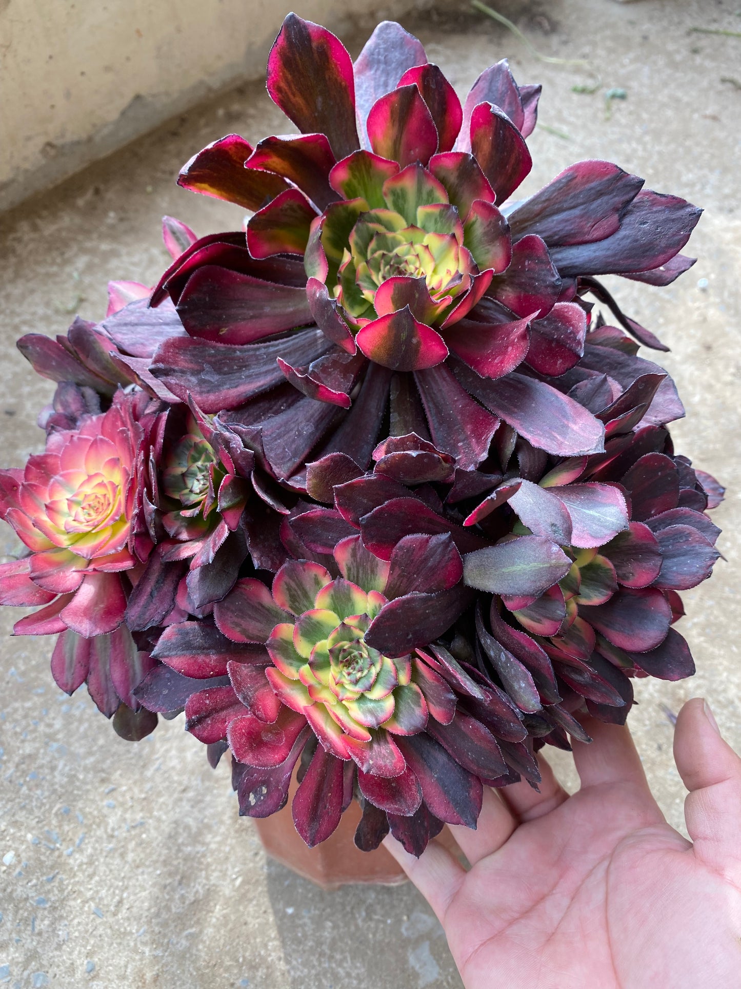 Fireworks/烟花 cluster 25-30cm at least 10 heads