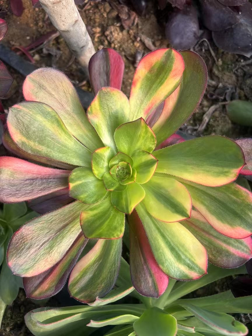 Colorful Voodoo/巫毒七彩 cutting at least 10cm