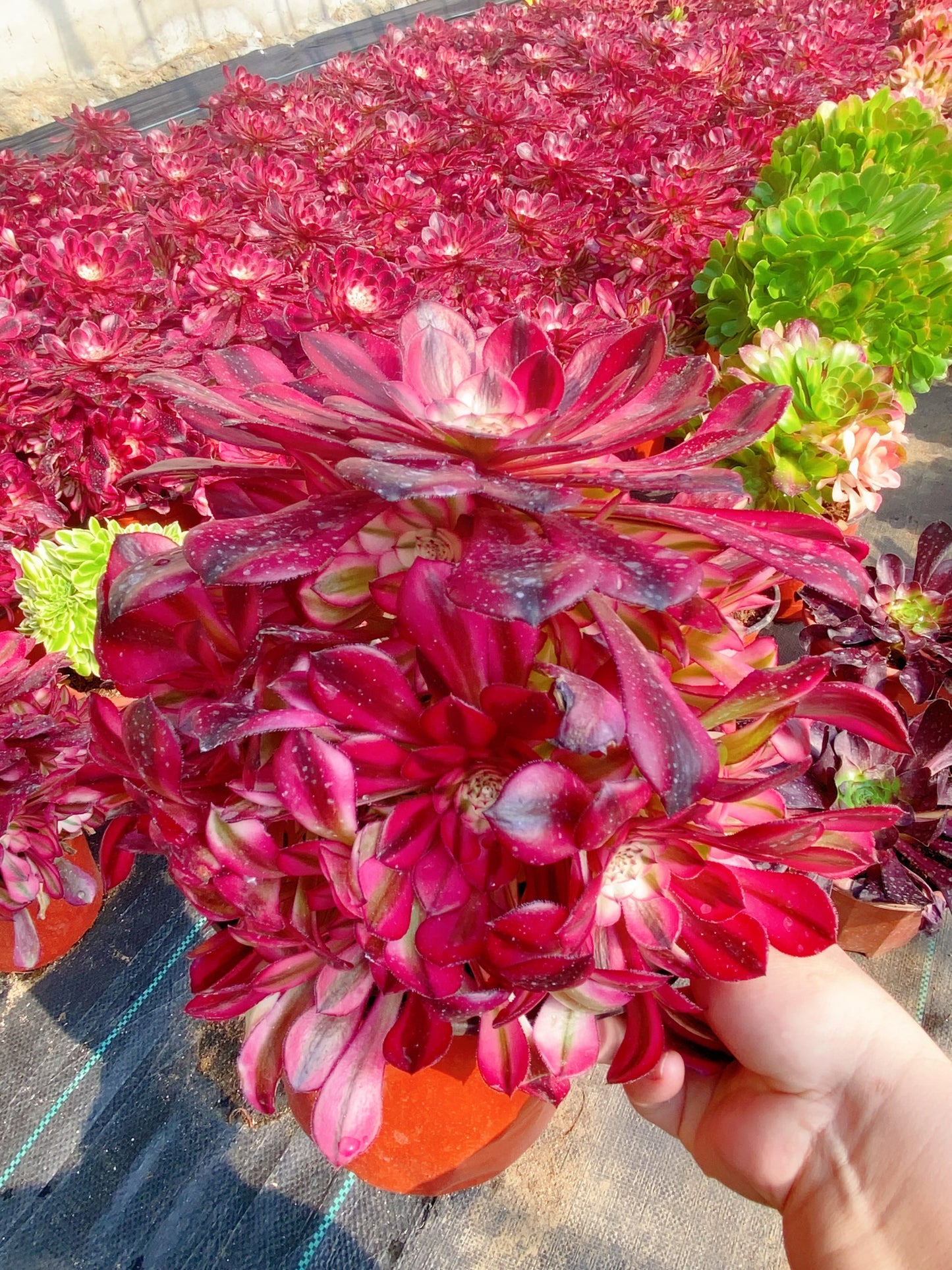 Garnet of White/红铜壶白锦 Cluster At least 8 heads 20cm-25cm