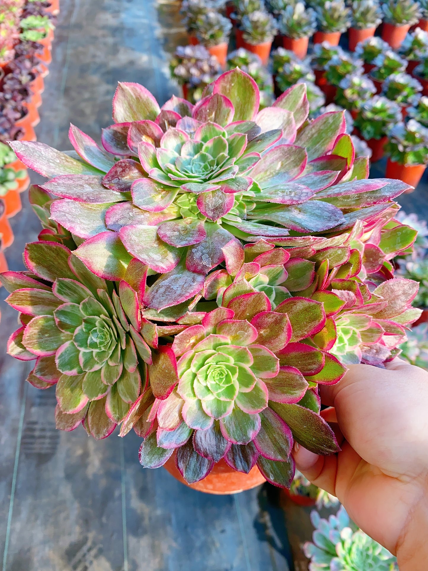 Lotus/莲花 cluster 20-30cm at least 10 heads