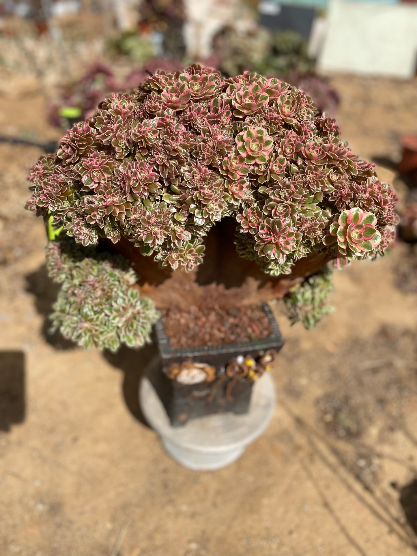 Pink Girl Crested/粉女郎缀化 40cm. You will get this plant in the picture