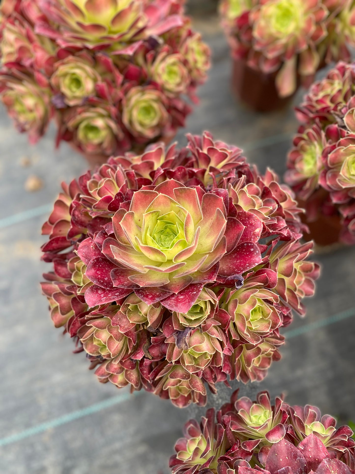 Glorious Youth/韶华 Cluster At least 13 heads 25cm-30cm