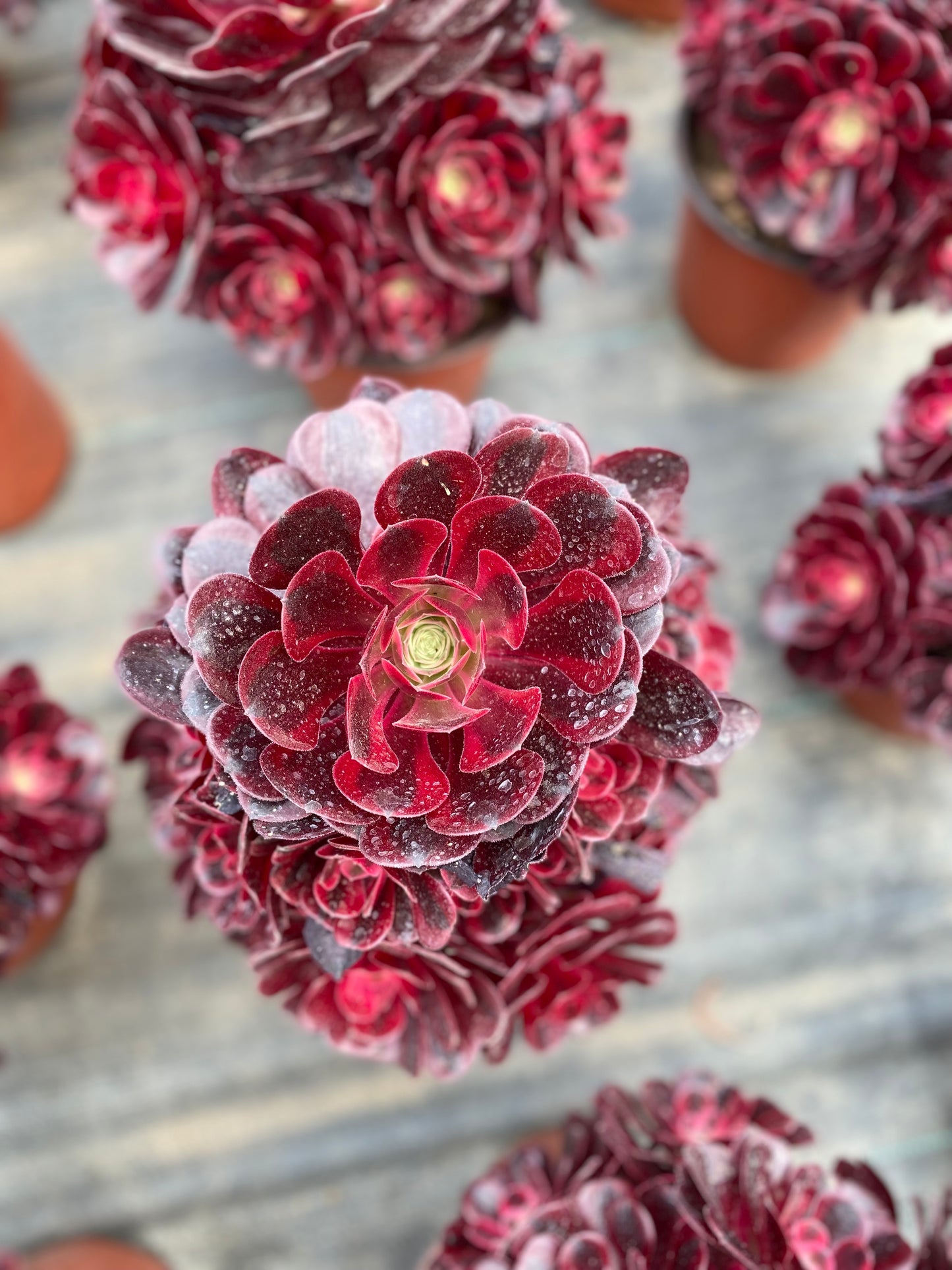 Medusa/美杜莎 Cluster At least 12 heads. 20cm-25cm