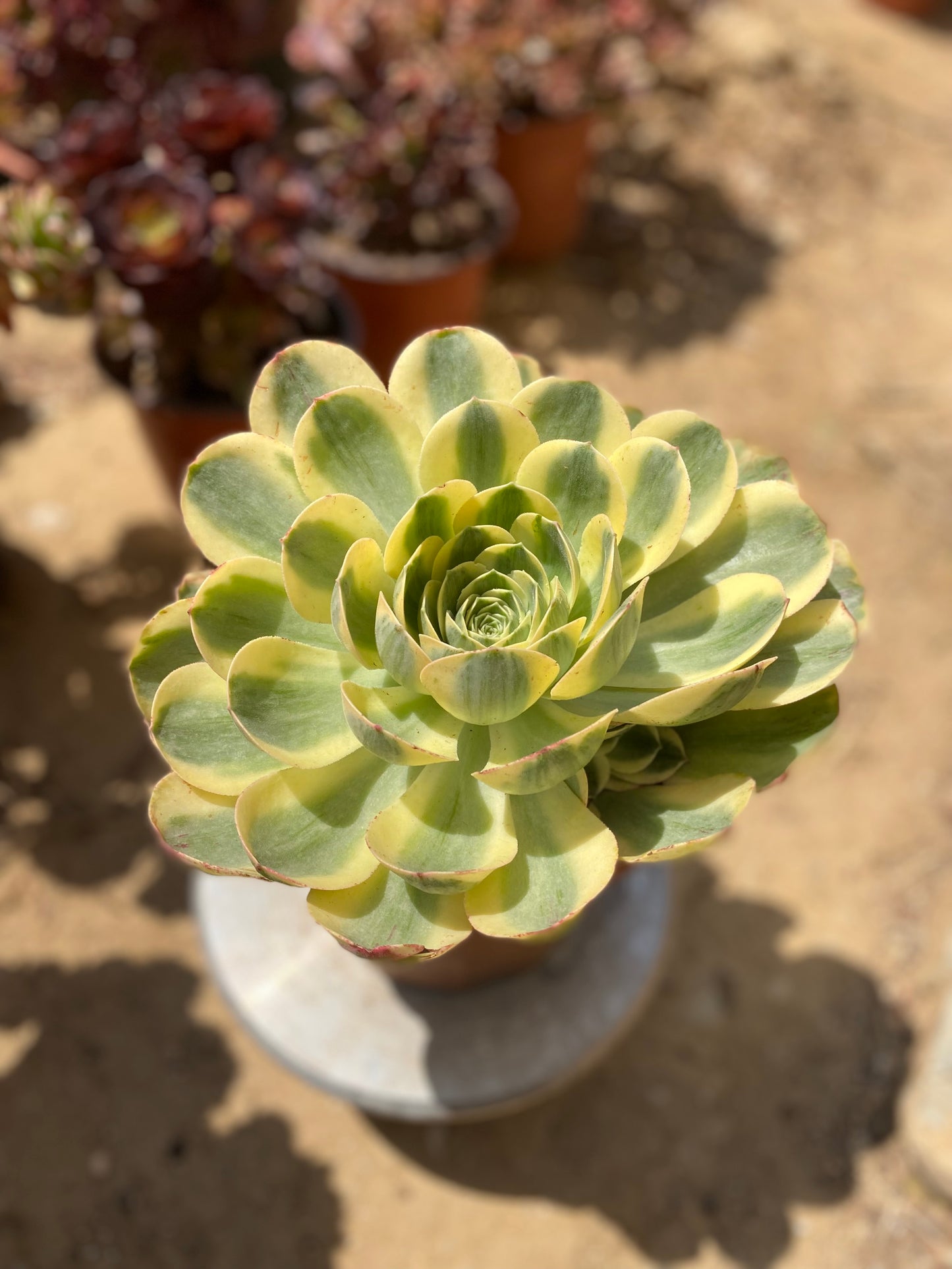 canariense var. canariense Veriagated/香炉盘锦 cluster 25cm 6 heads only one. You will get this one in the picture. aeonium cluster