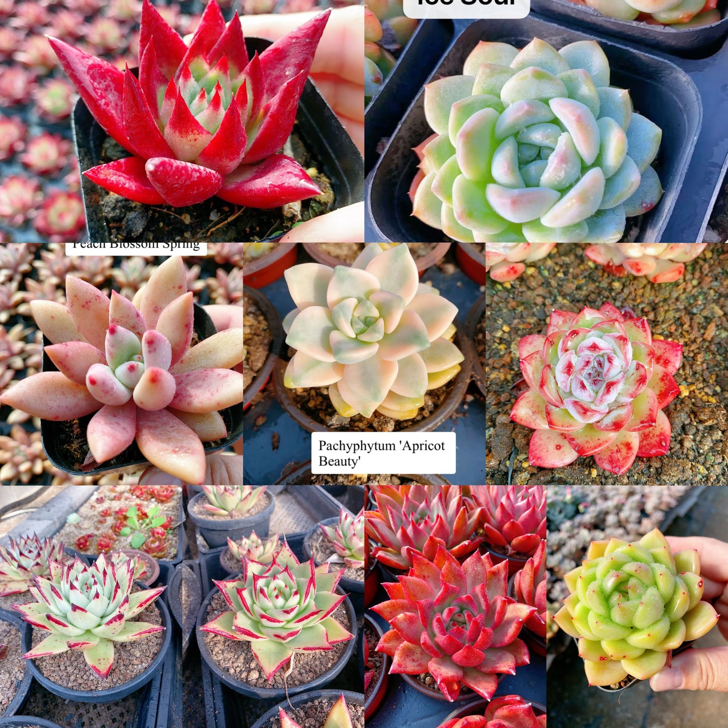 Echeveria Self Combination Package