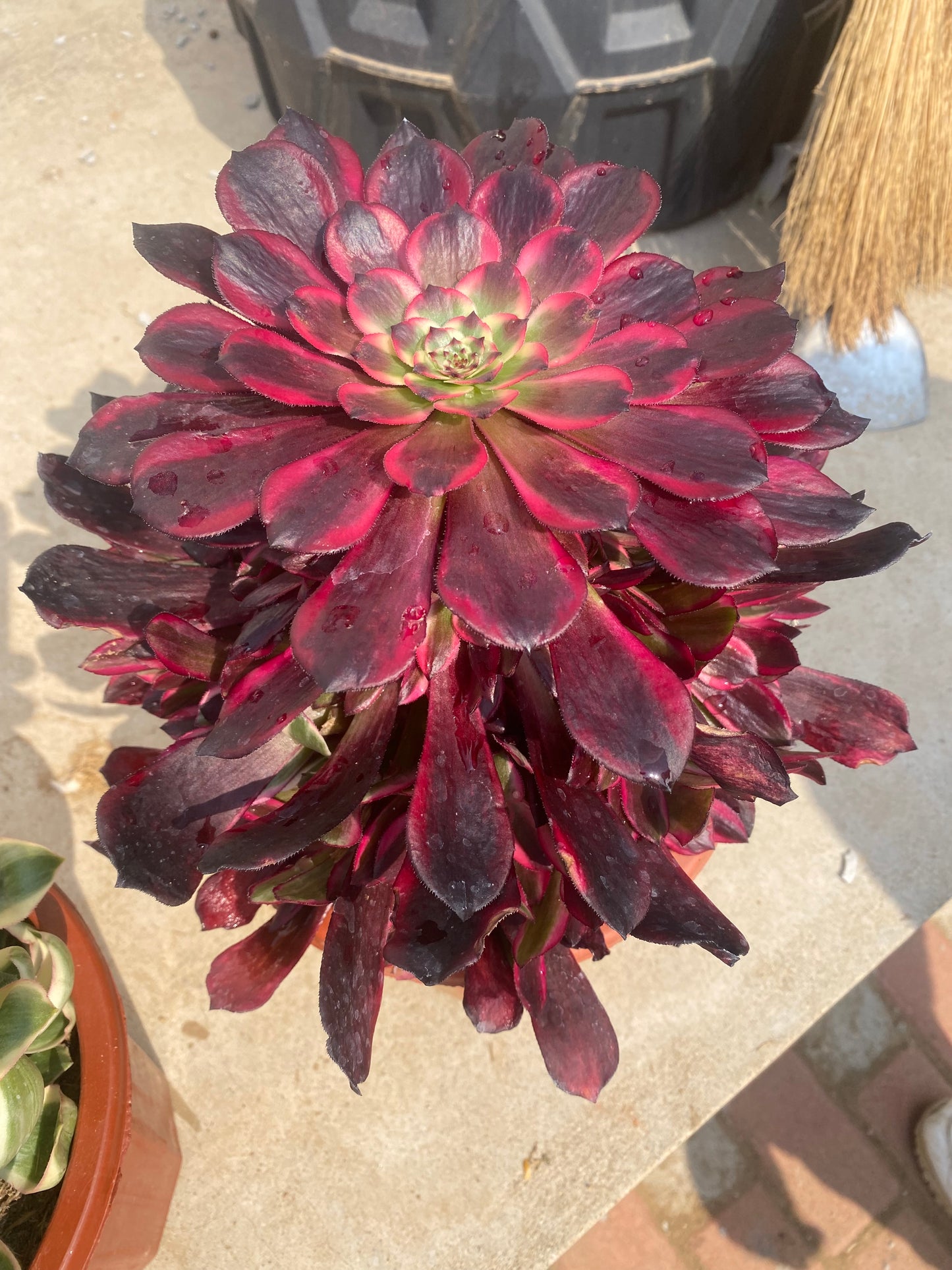 Jiyue/霁月 cutting at least 10cm