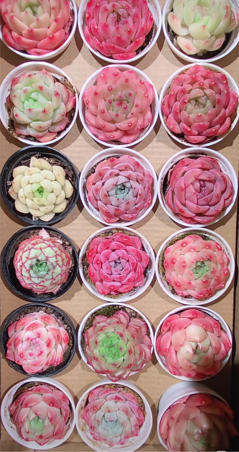 Echeveria Package 5cm pot 60 pieces are randomly delivered with pots.