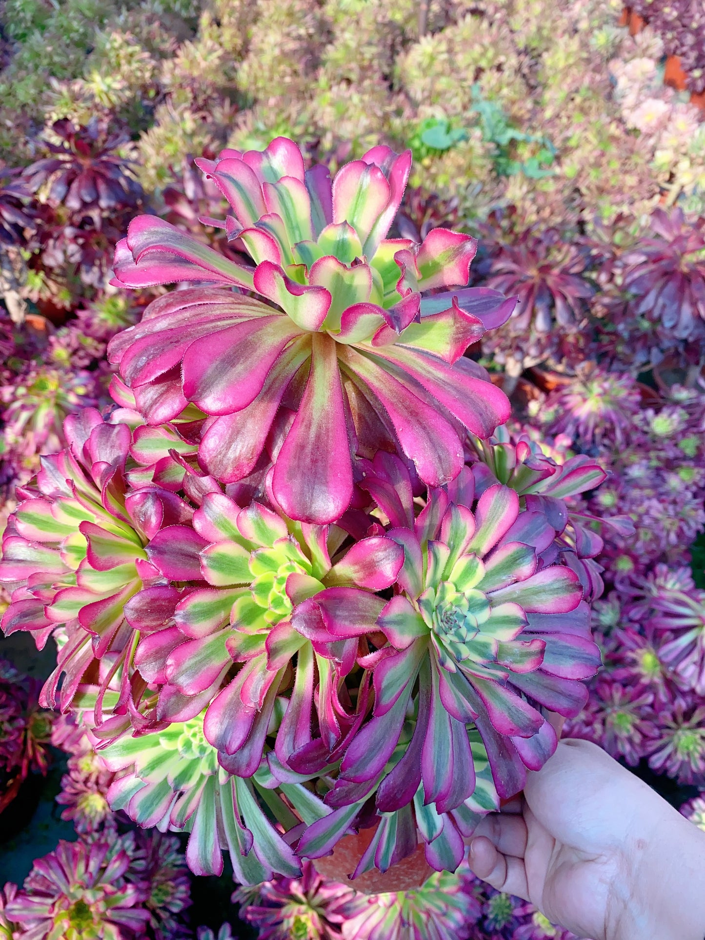 Venus/维纳斯 Cluster At least 10 heads 30-40cm two years old