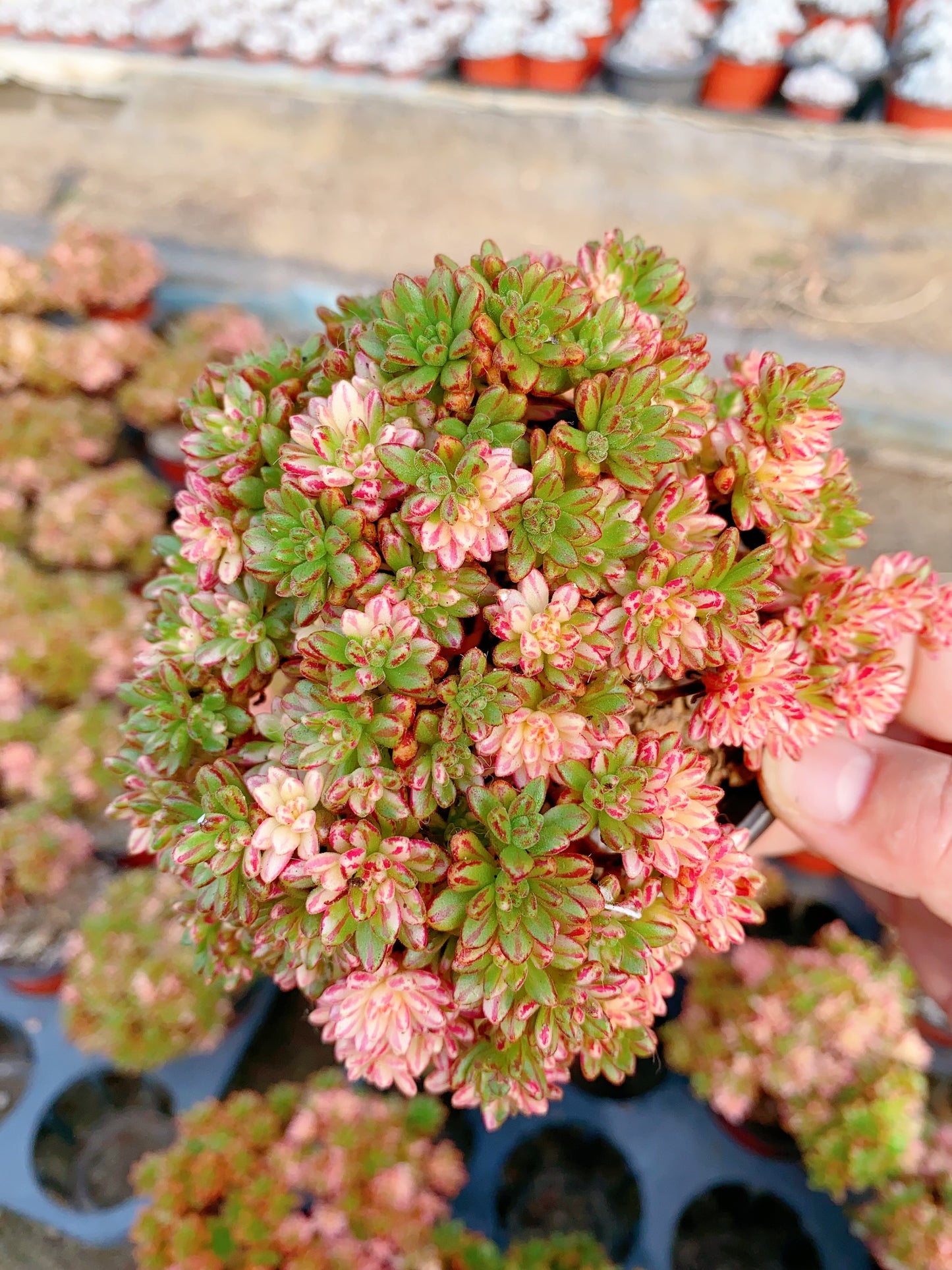 Kikyo/小人祭锦 cluster at least 15cm