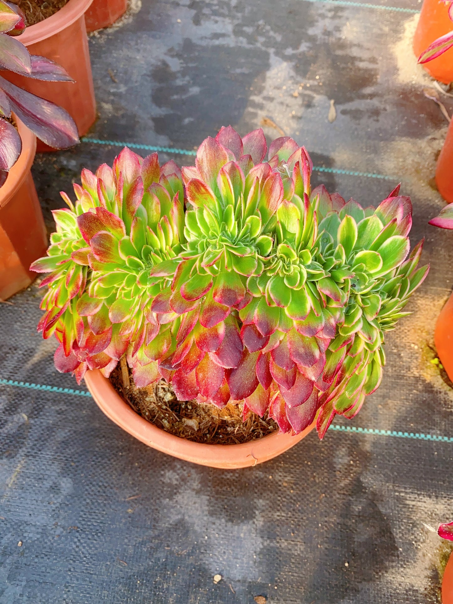 Neptune Crested/海王缀化 20-30cm
