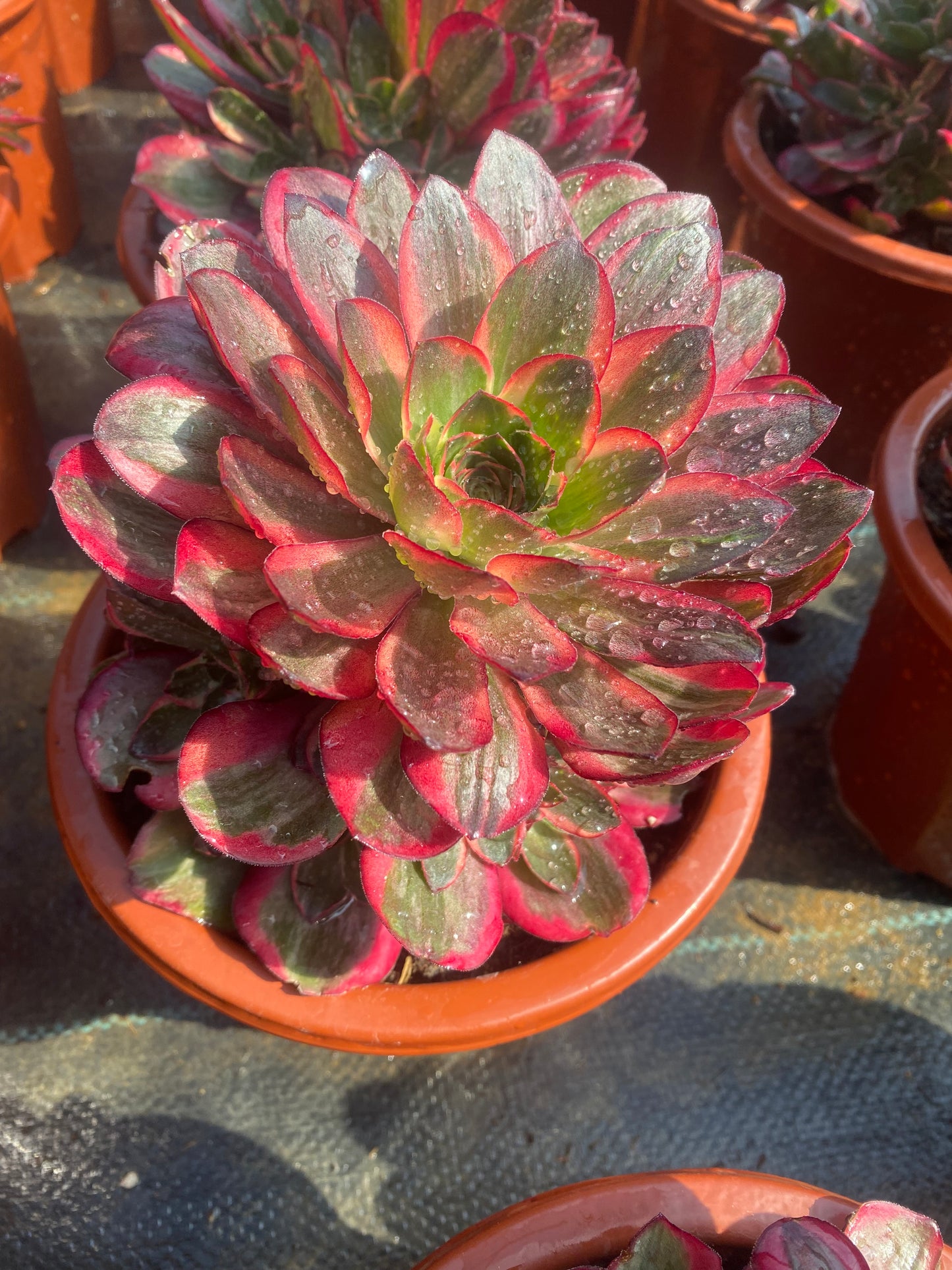 Nafu/纳福 cluster at least 8 heads 20-30cm