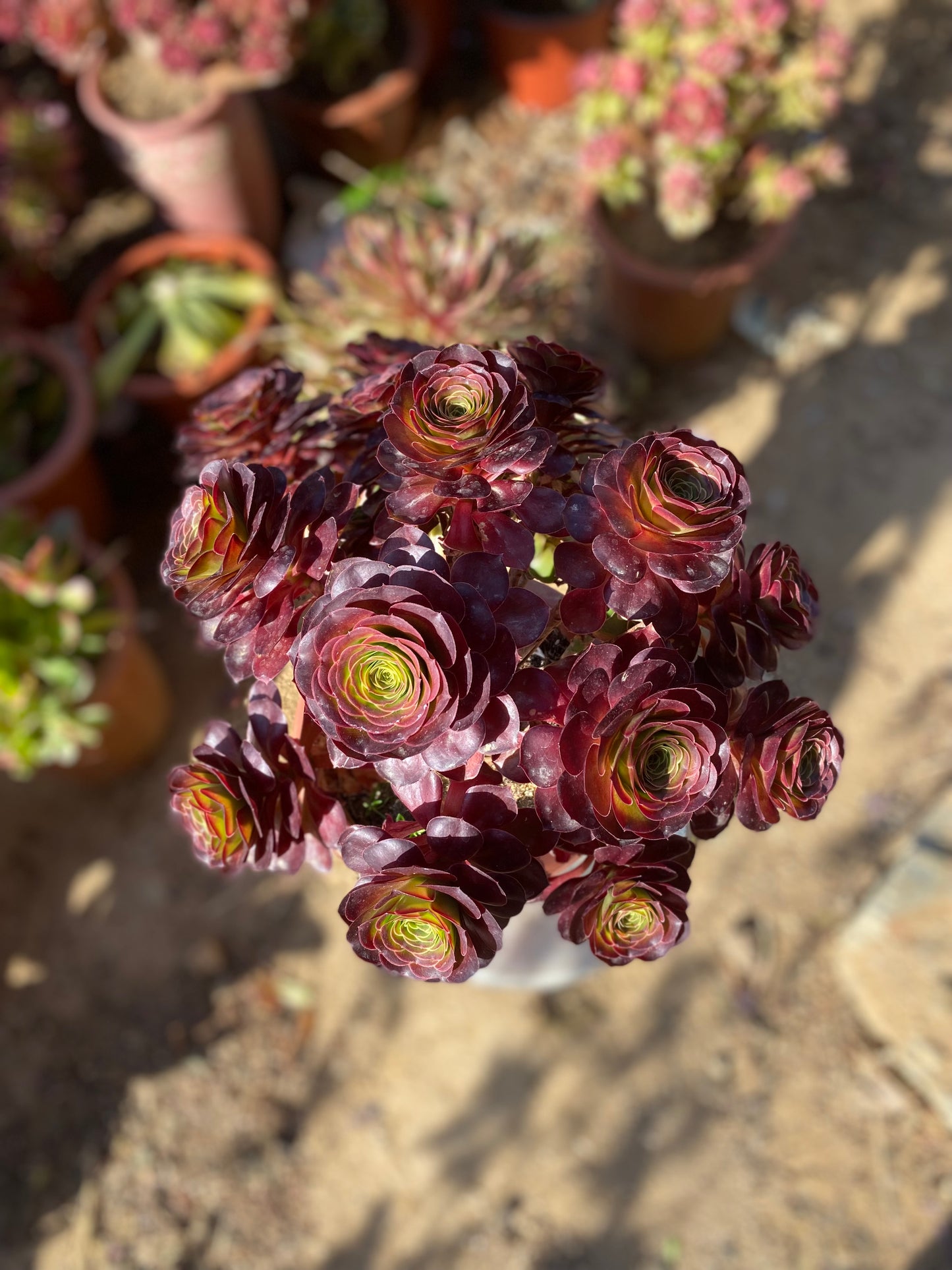 Charm Gold Rose/魅金玫瑰 at least 12 heads 35cm two years old aeonium cluster