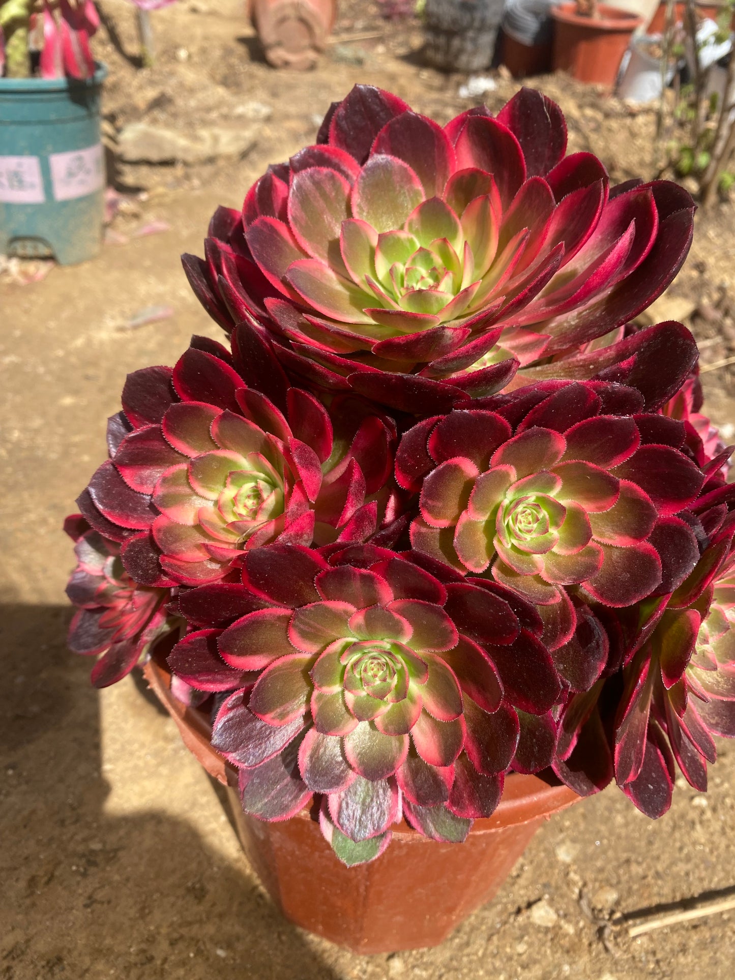 Tangsancai/唐三彩 cluster 20-30cm at least 10 heads