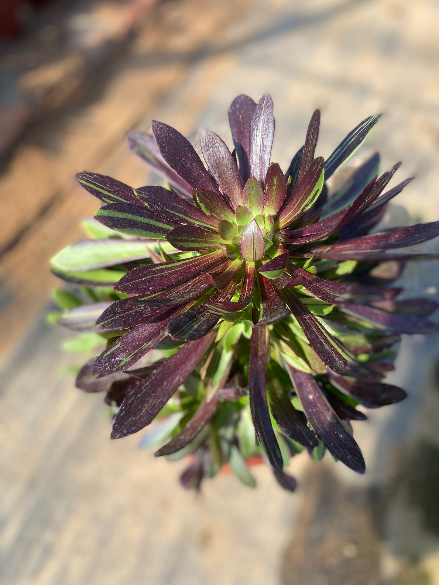 Danqing/丹青 cluster at least 12 heads 20-30cm