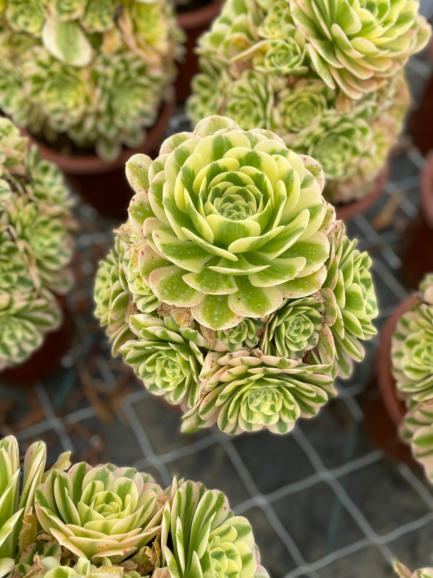Maybach/迈巴赫 Cluster At least 15 heads 20cm-25cm