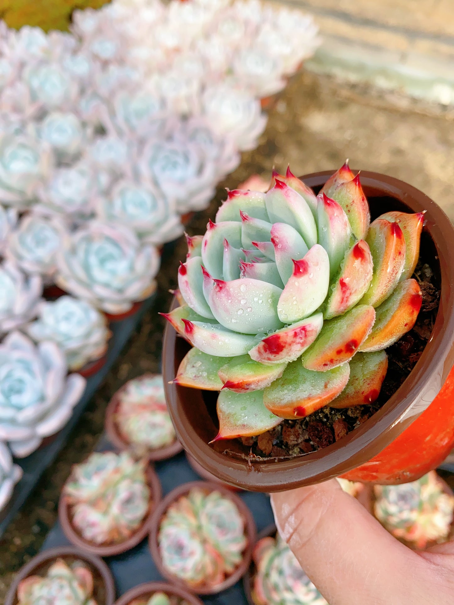 Chihuahua/吉娃娃 9cm pot