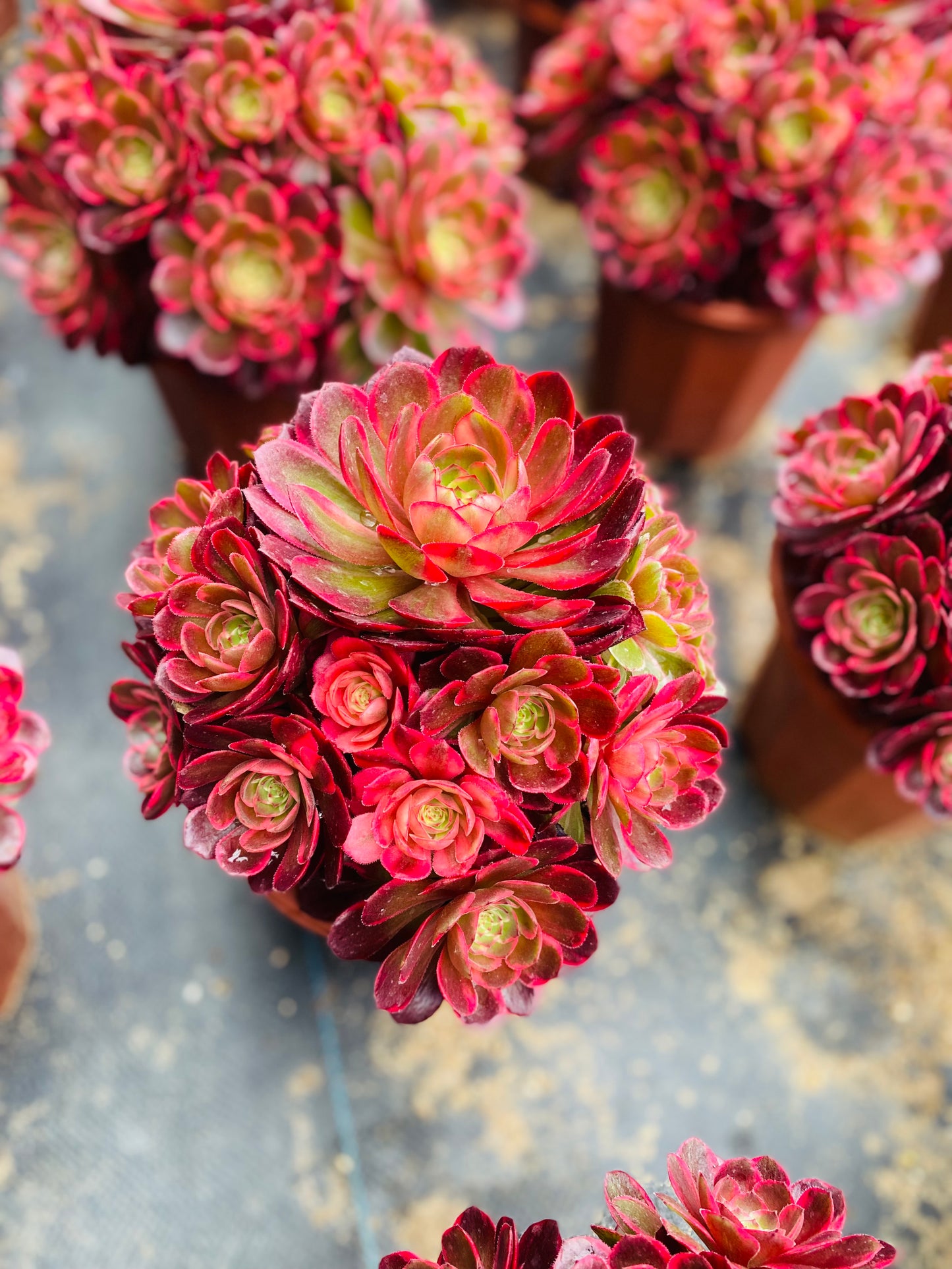 Red Flower Prince/红花郎 cluster 20-30cm at least 12 heads aeonium cluster