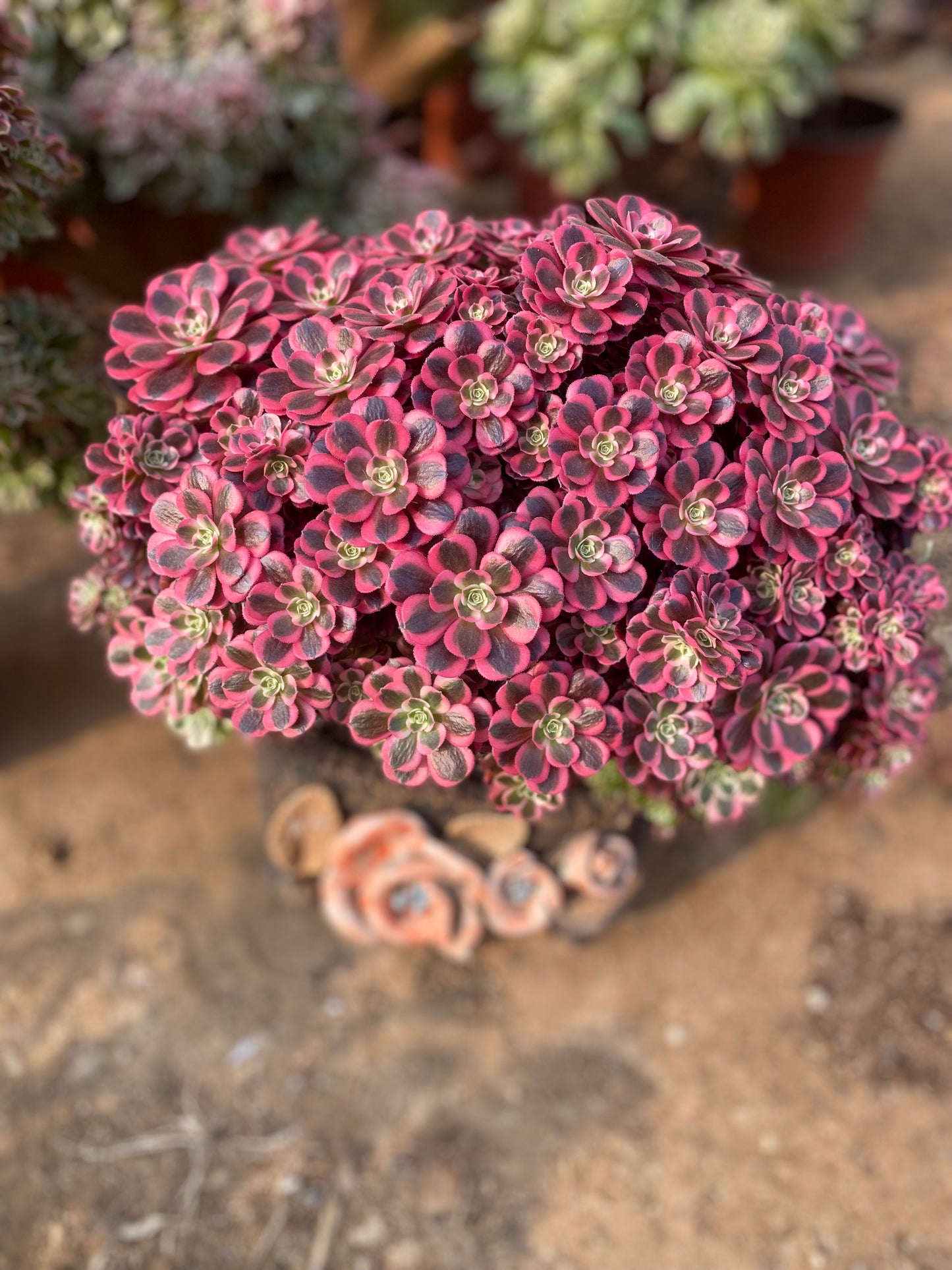 Medusa Crested/美杜莎缀化 32CM two years old 3 years old.You will receive the plant that looks like the photo.