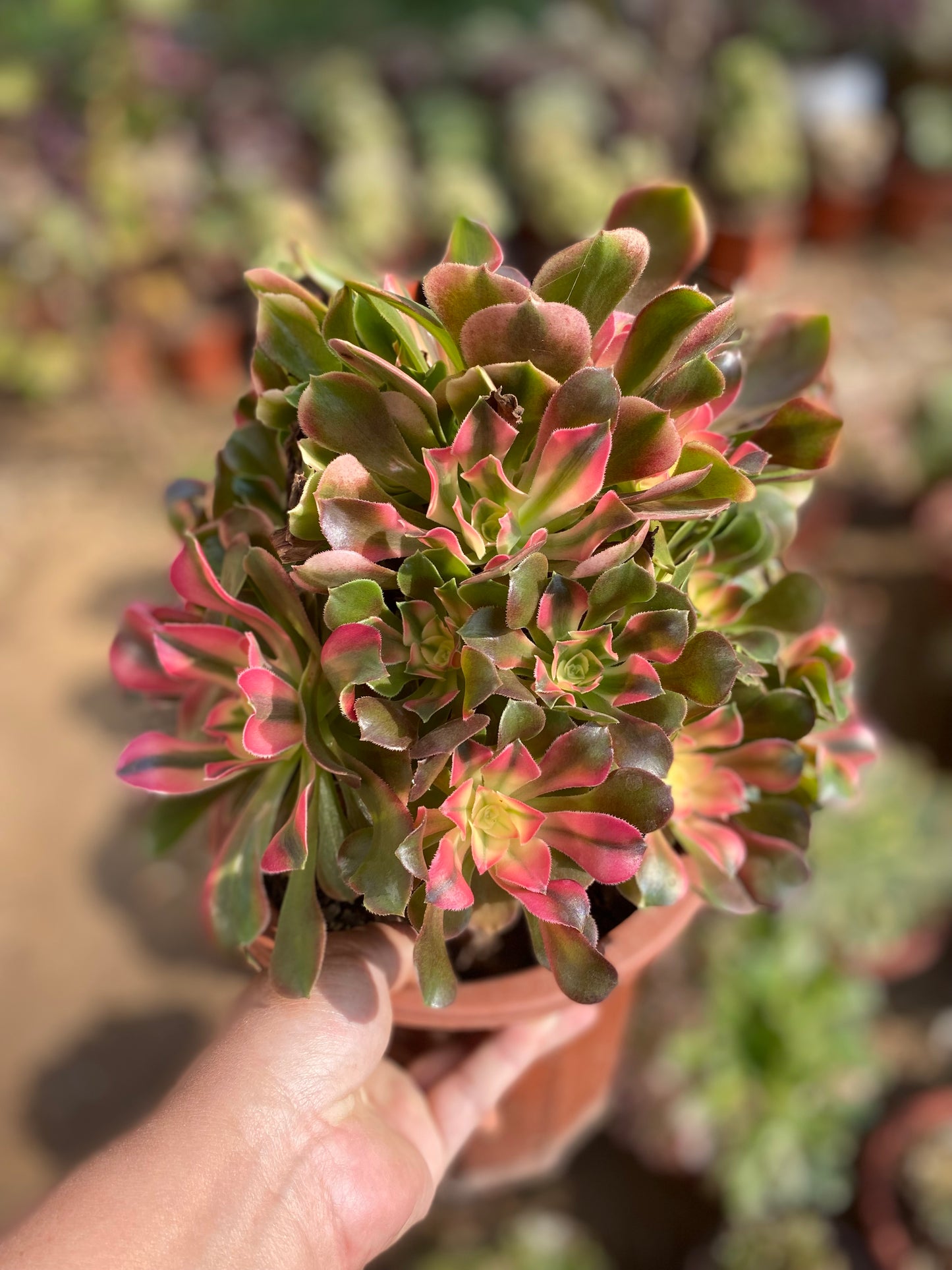 Princess/香妃 cluster 25-30cm at least 13 heads two years old