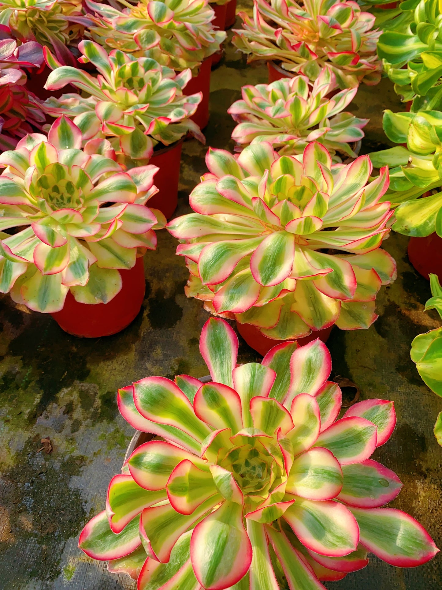 Alice/爱丽丝 cluster 30-40cm at least 8 heads