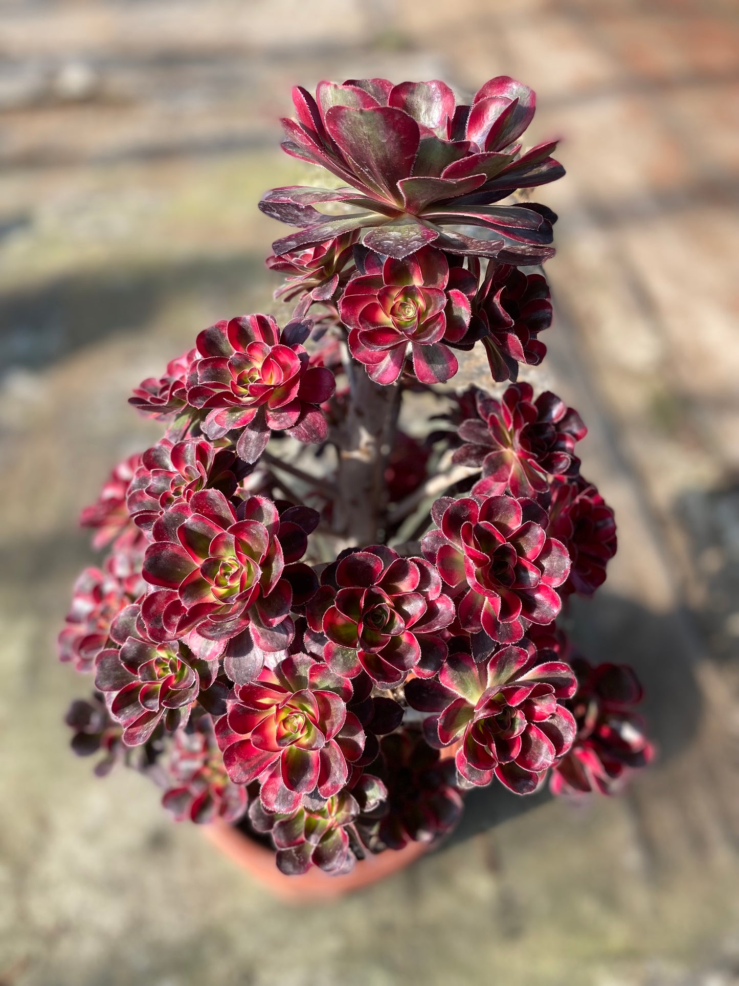 Lina/丽娜 cluster 30cm high 40cm at least 20 heads