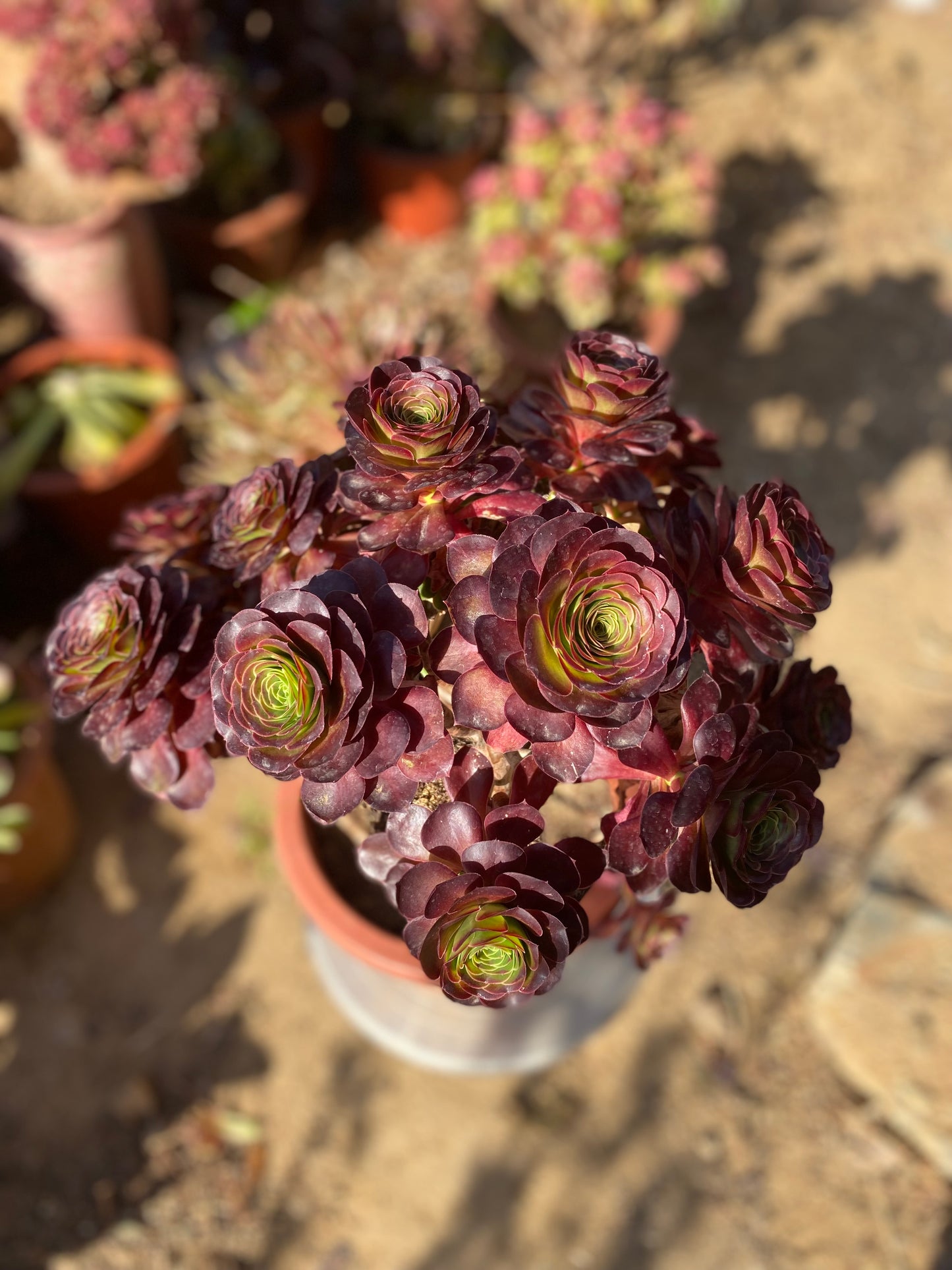 Charm Gold Rose/魅金玫瑰 at least 12 heads 35cm two years old aeonium cluster