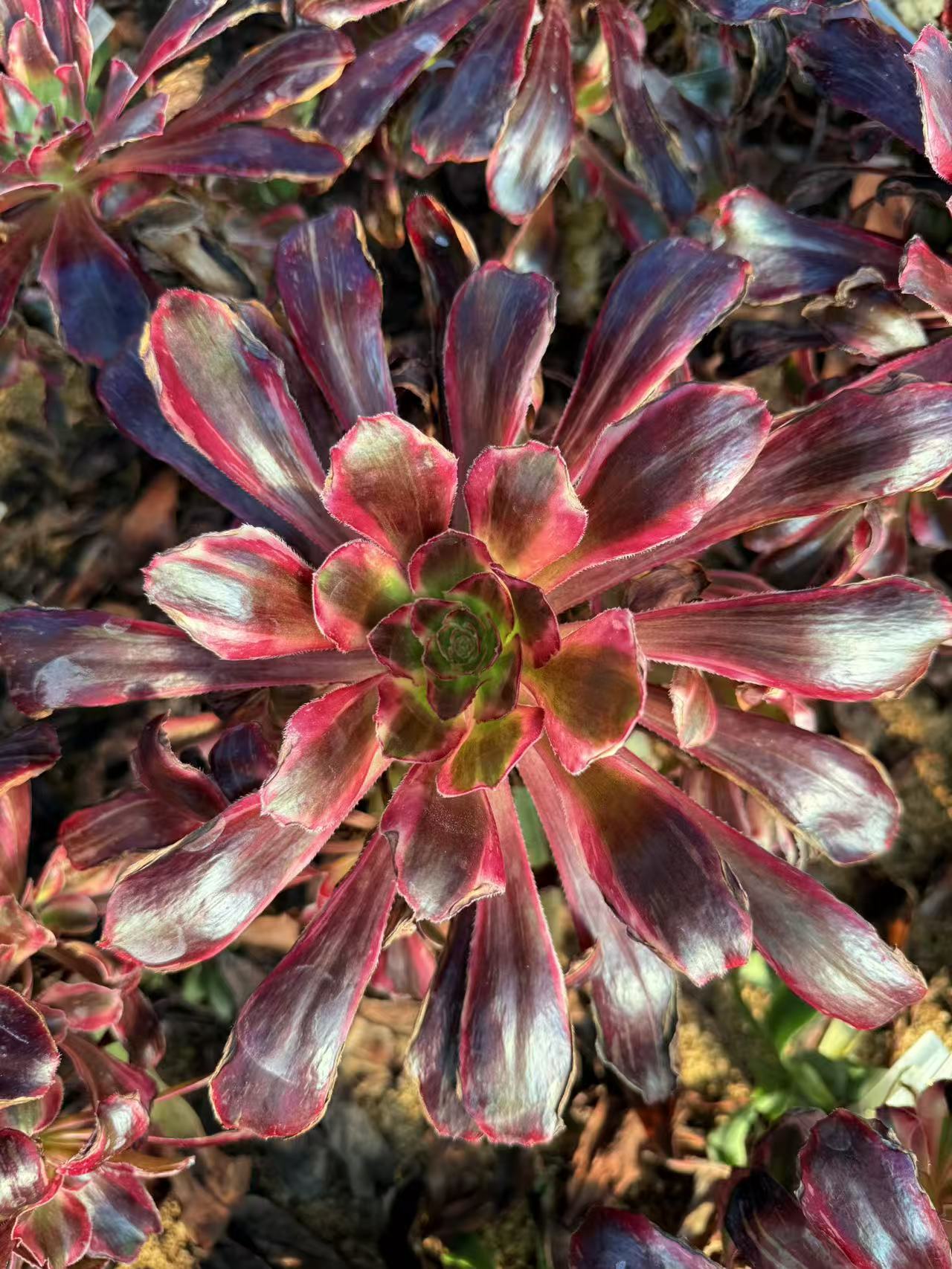 Red Diamond /红钻 cluster 25-30cm