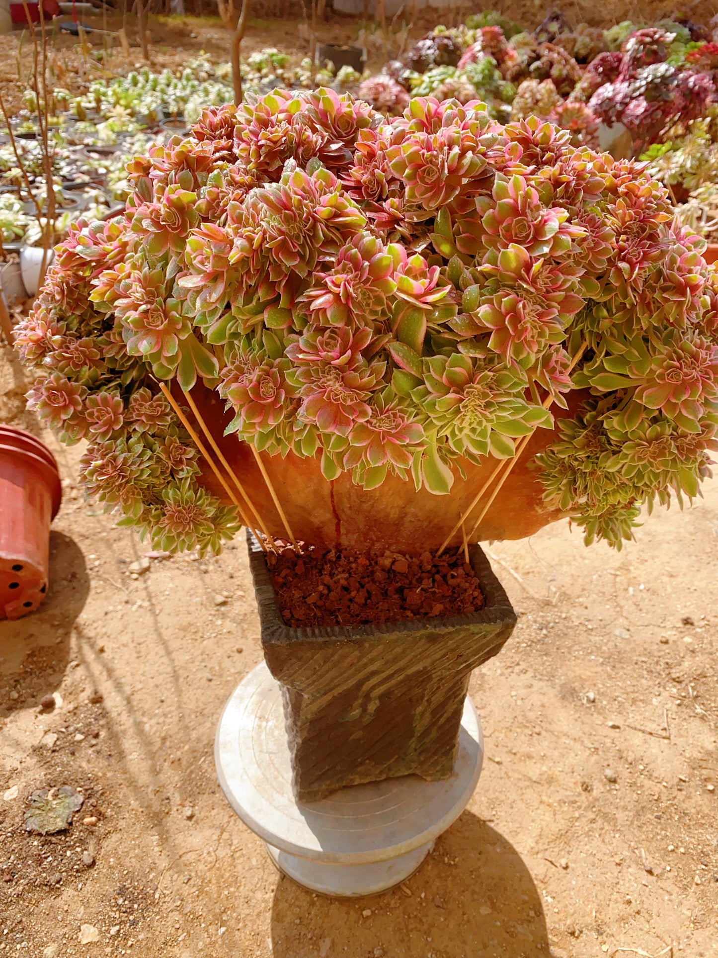 Pink Girl Crested/粉女郎缀化 40cm. You will get this plant in the picture