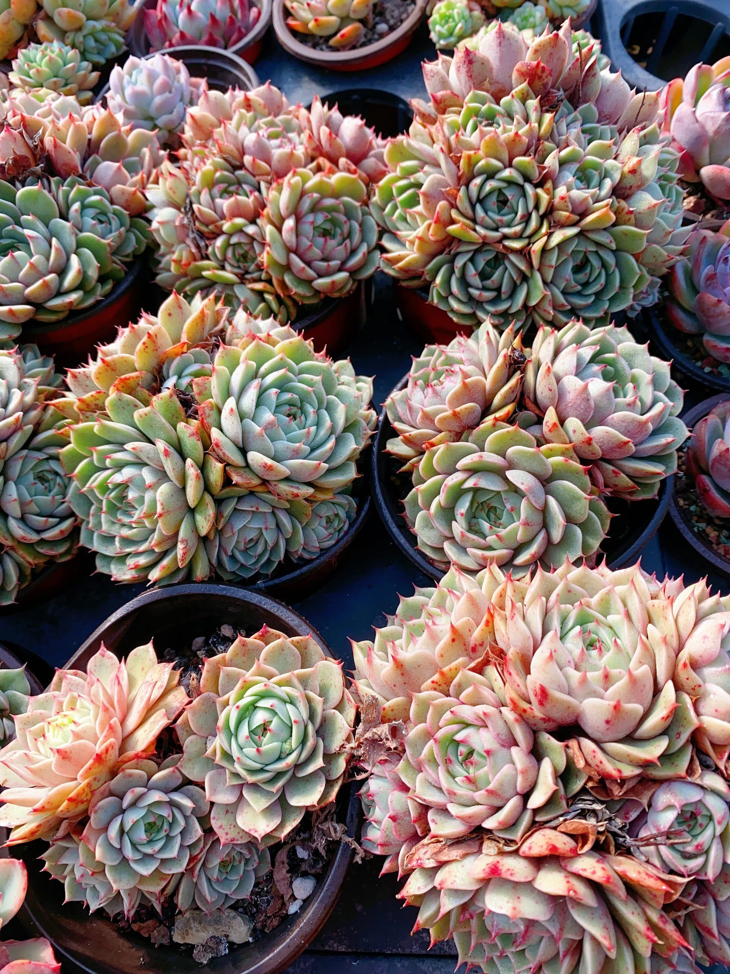 Ben Badis/苯巴蒂斯 cluster at least 10cm