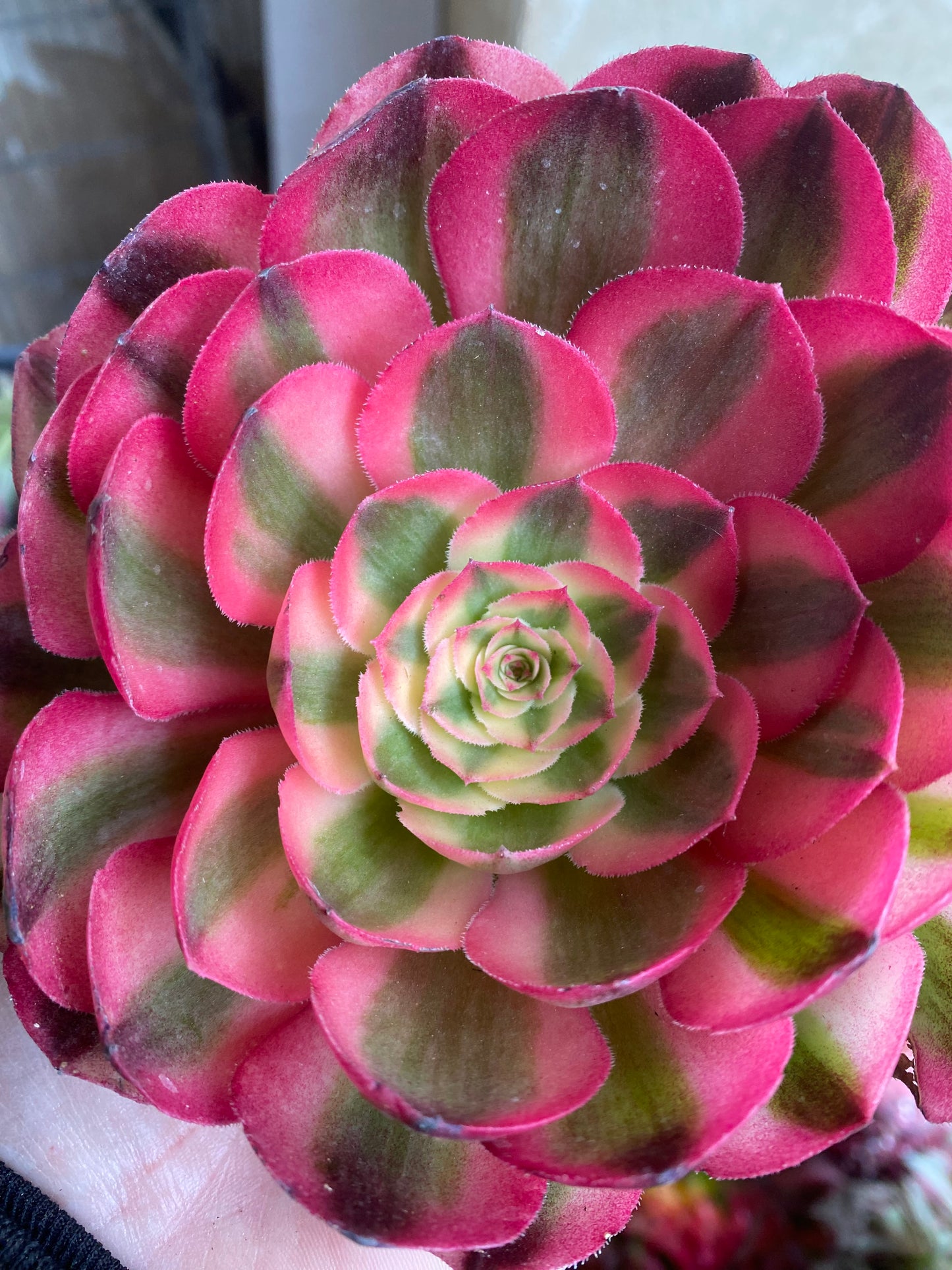Allure/倾城 cutting at least 10cm