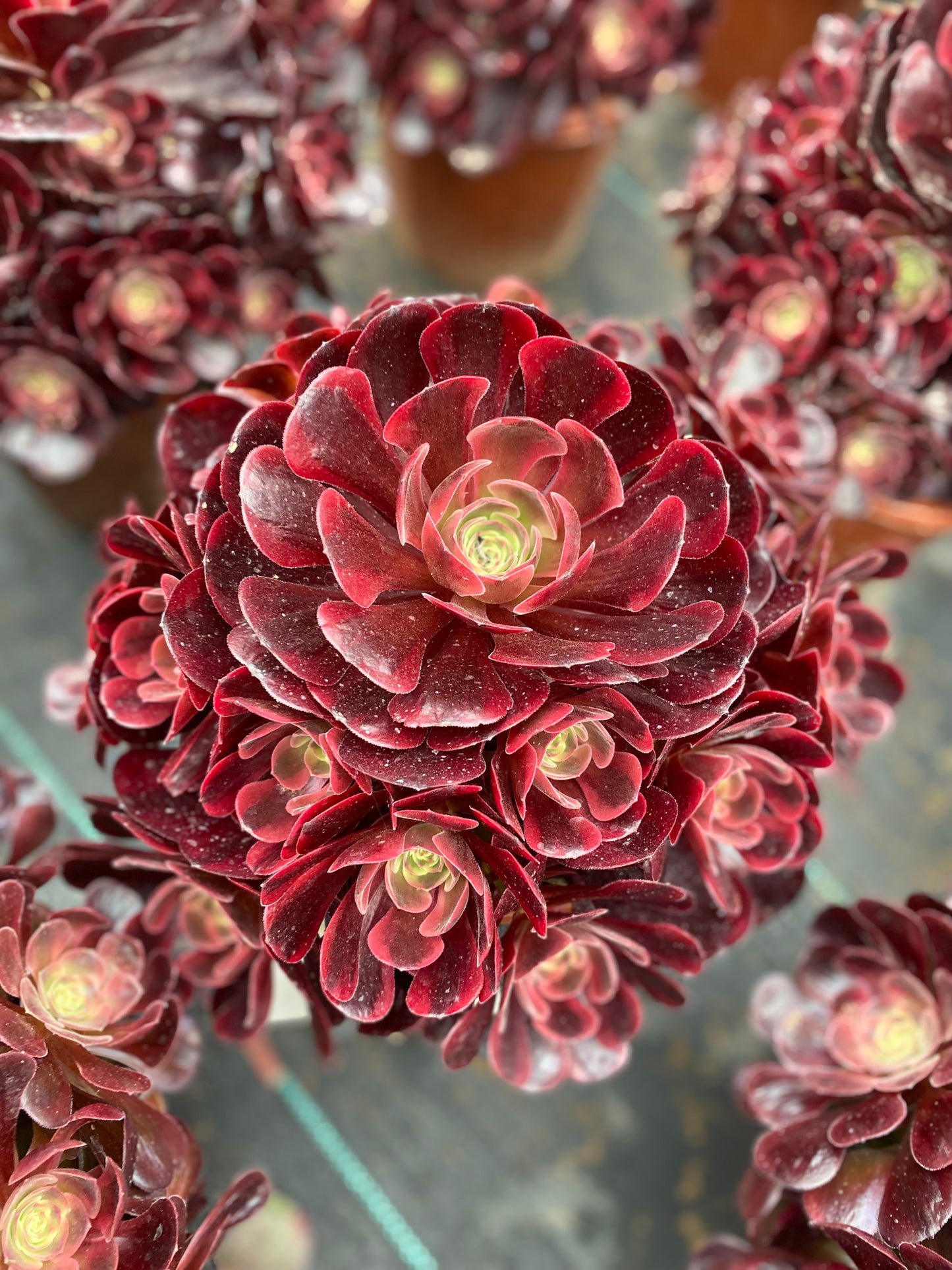 Eros/爱神 cluster at least 12 heads 20-30cm aeonium cluster