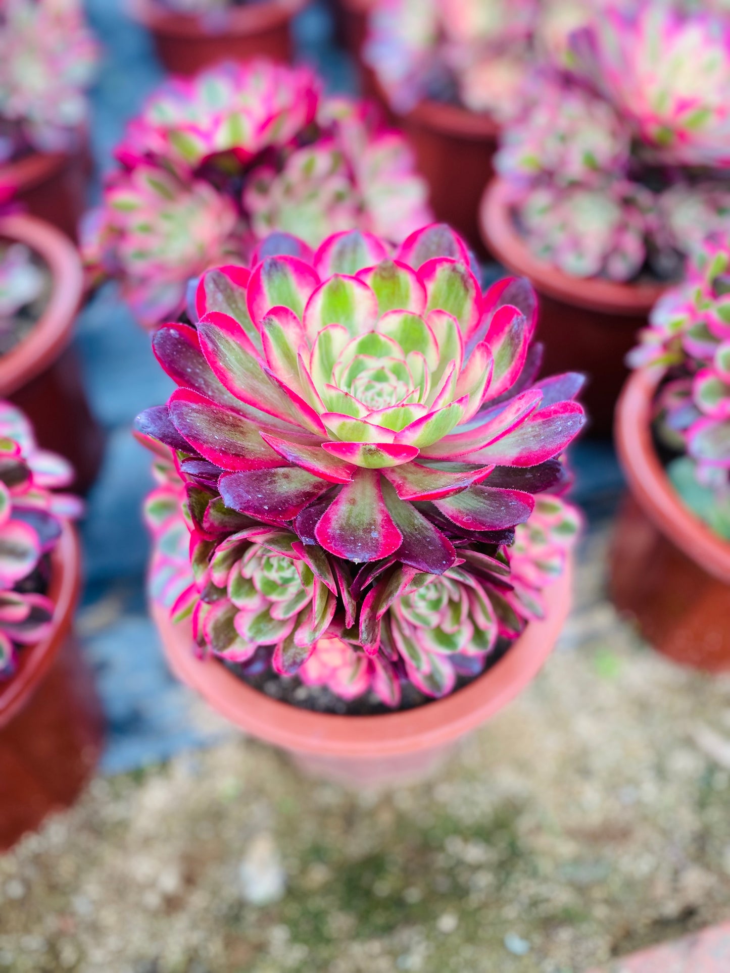 Allure/倾城 Cluster At least 6 heads 20-30cm