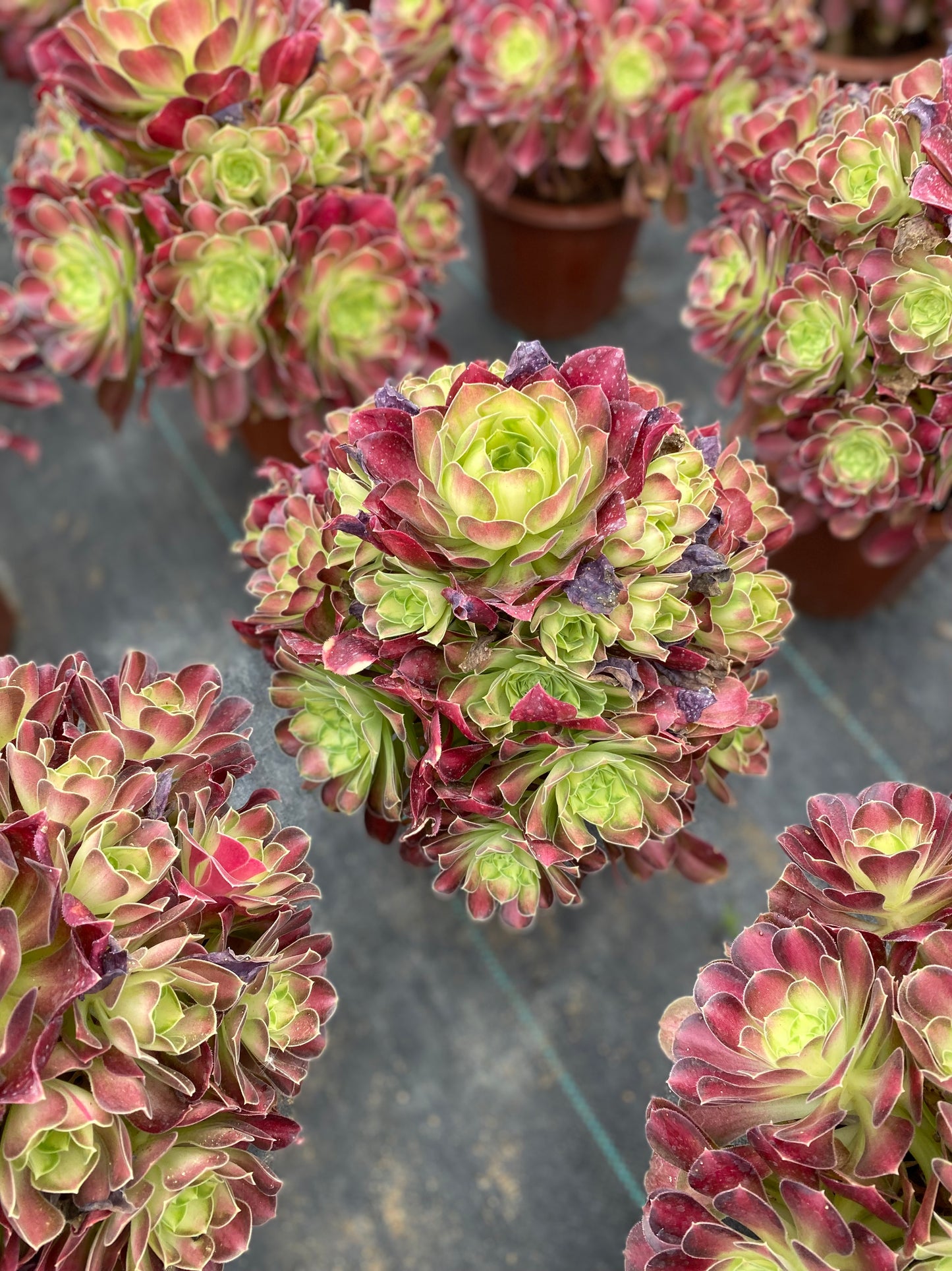 Glorious Youth/韶华 Cluster At least 13 heads 25cm-30cm