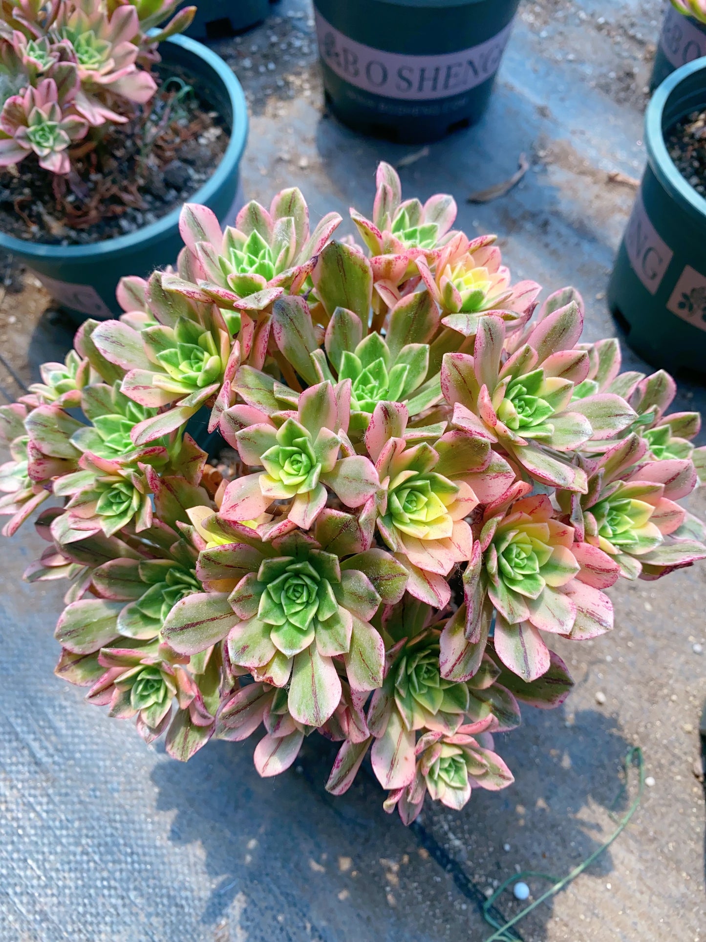 Sweet Tea/甜茶 Cluster At least 18 heads 18cm-25cm
