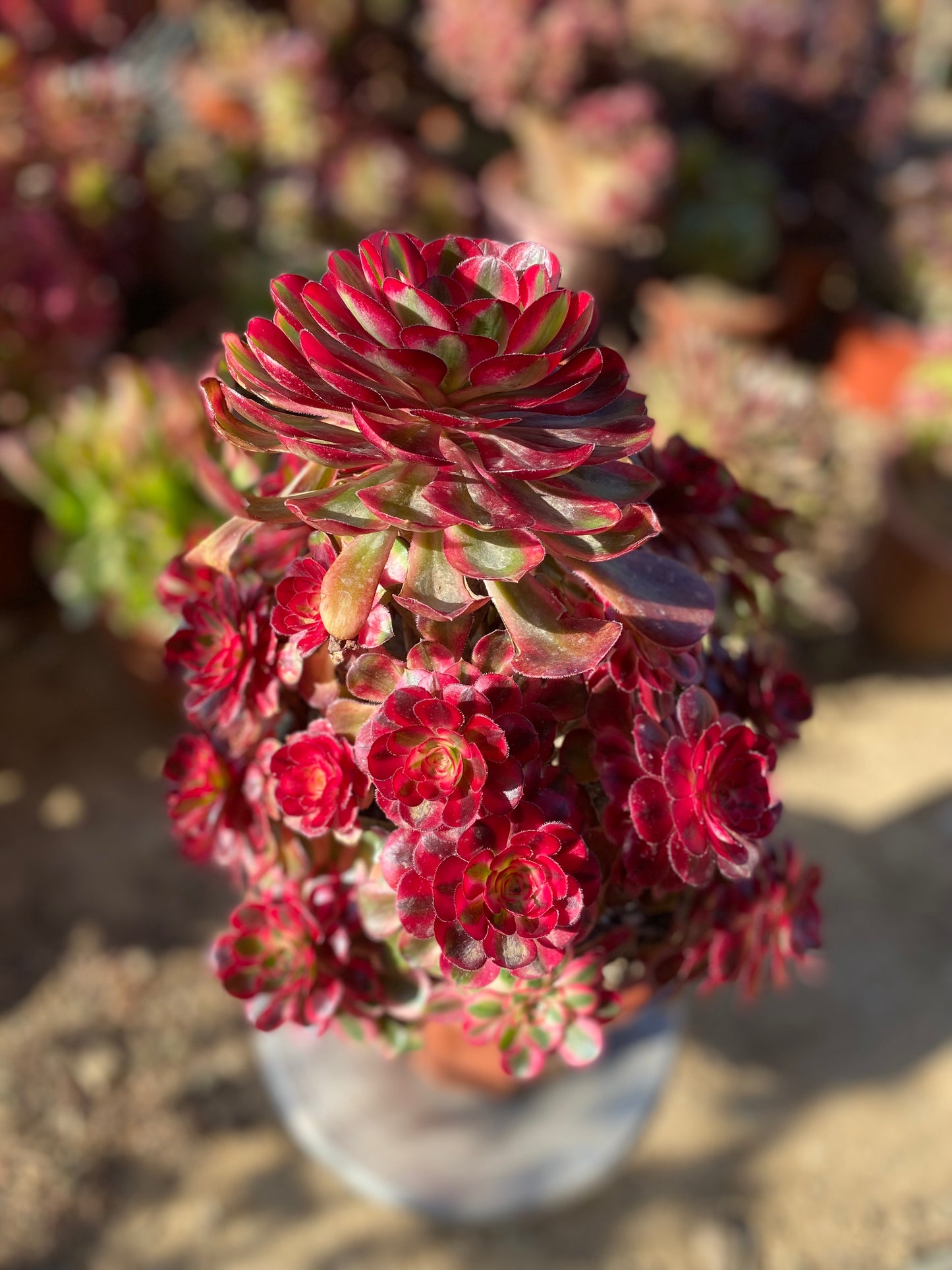 Chanel/香奈儿 cluster at least 18 heads 30cm two years old aeonium cluster