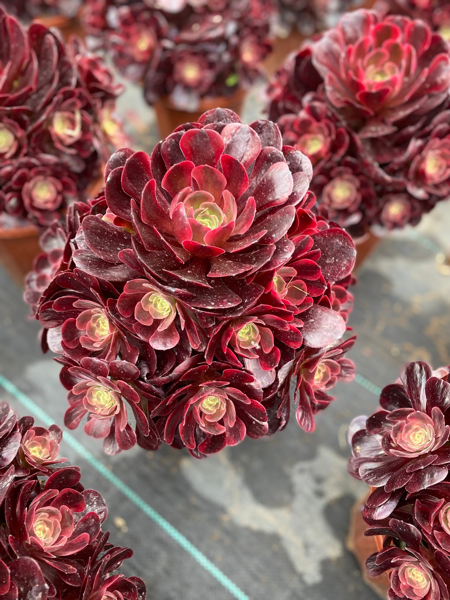 Eros/爱神 cluster at least 12 heads 20-30cm aeonium cluster