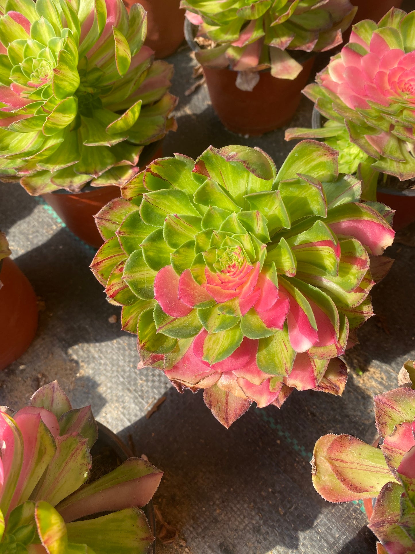 Zhifou/知否 Little cluster with root at least 15cm at least 3 heads