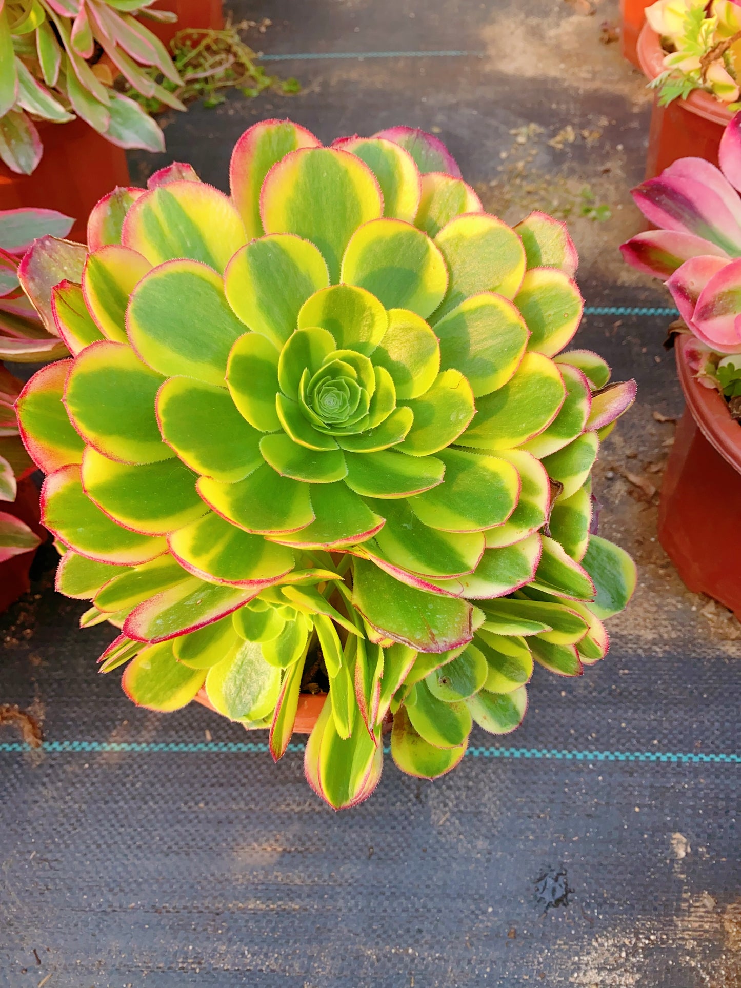 Milky White Halloween/万圣节奶白锦 cluster 20-30cm at least 8 heads