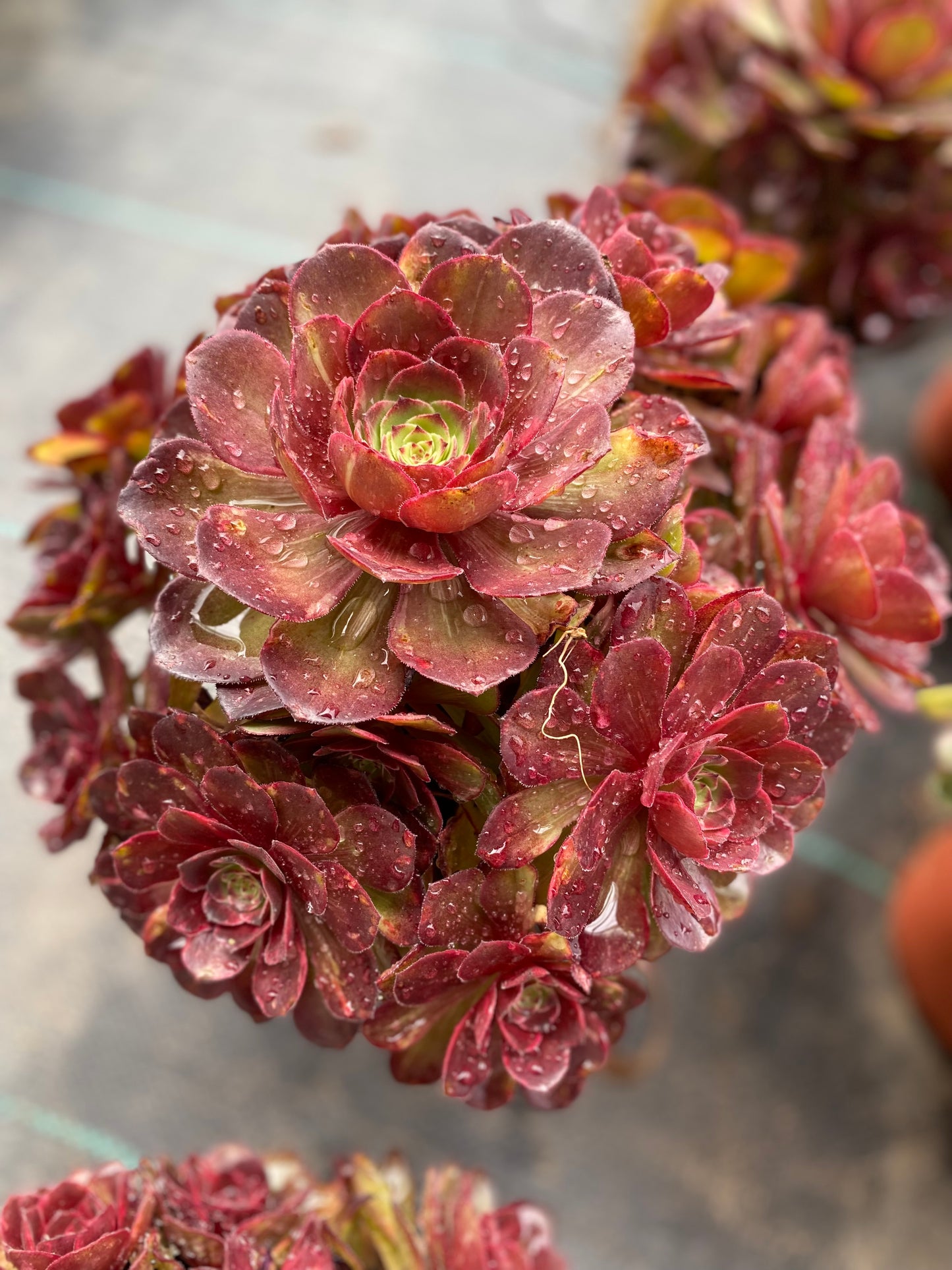 Halloween Red Brushed/万圣节红拉丝 cluster 20-30cm at least 10 heads