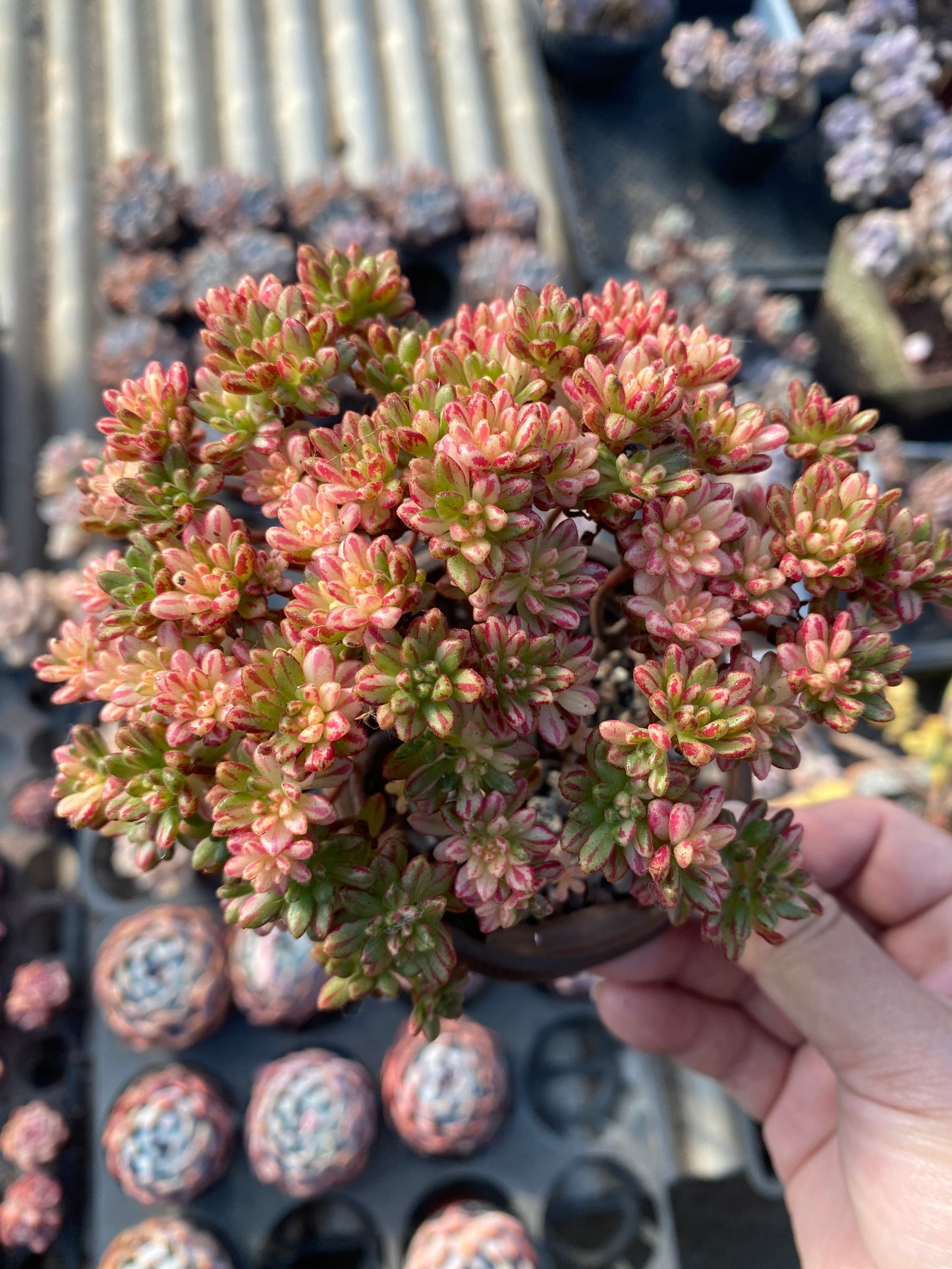 Kikyo/小人祭锦 cluster at least 15cm