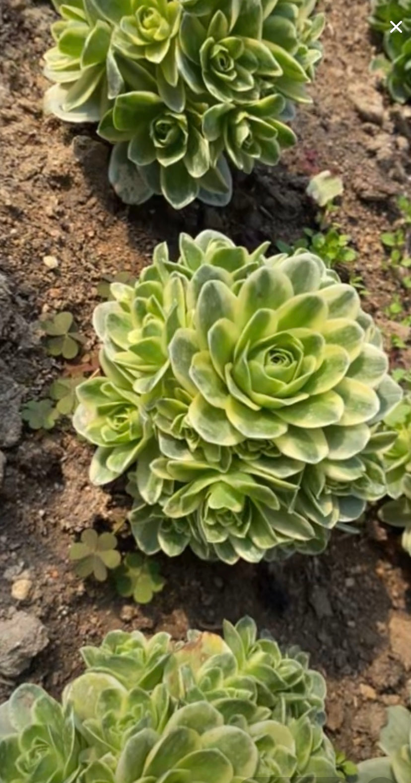 Greenovia Veriagated/山地玫瑰锦 cluster at least 6 heads 10cm