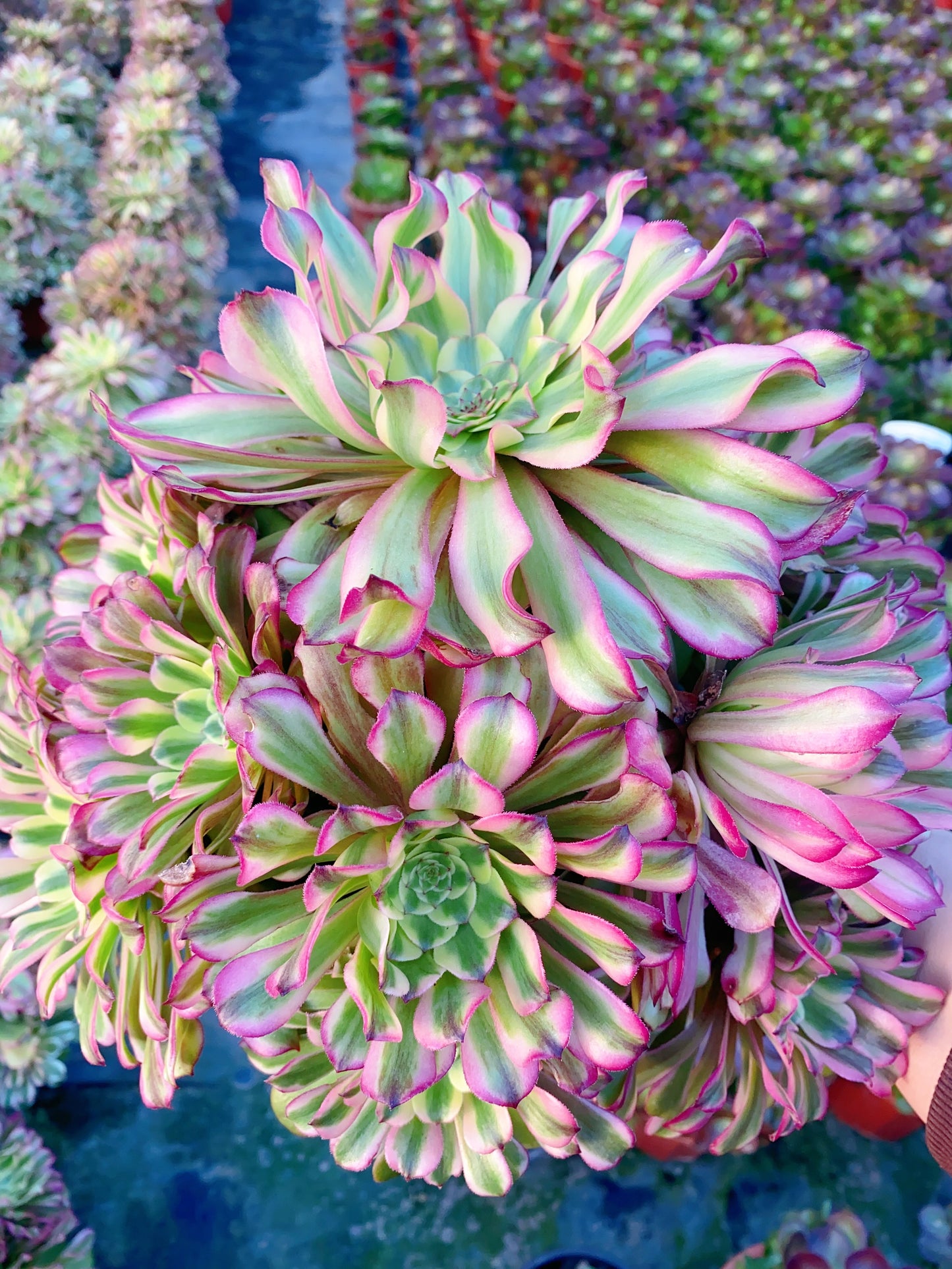 Tsar/沙皇 cluster 30-40cm at least 12 heads two years old