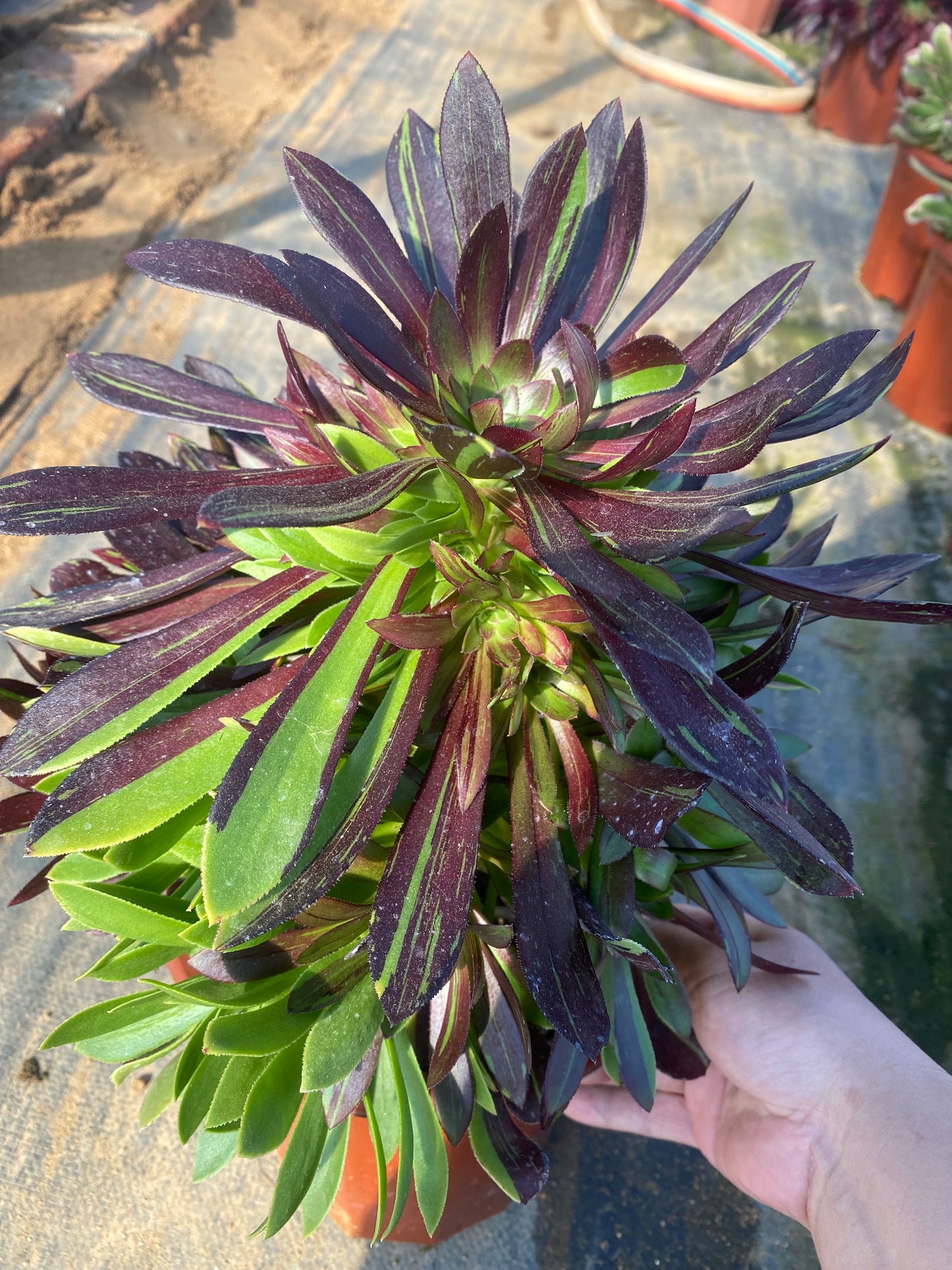 Danqing/丹青 cluster at least 12 heads 20-30cm