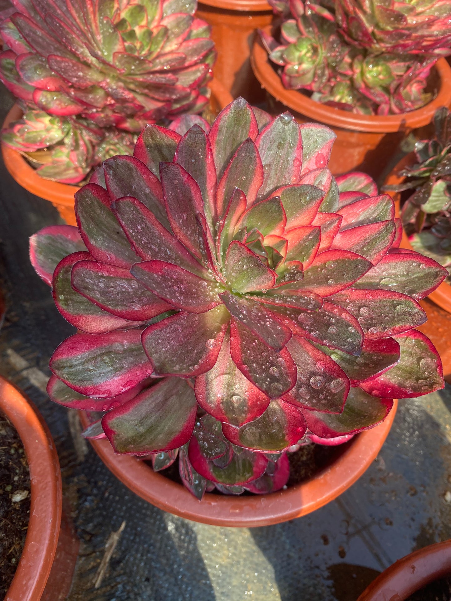 Nafu/纳福 cluster at least 8 heads 20-30cm