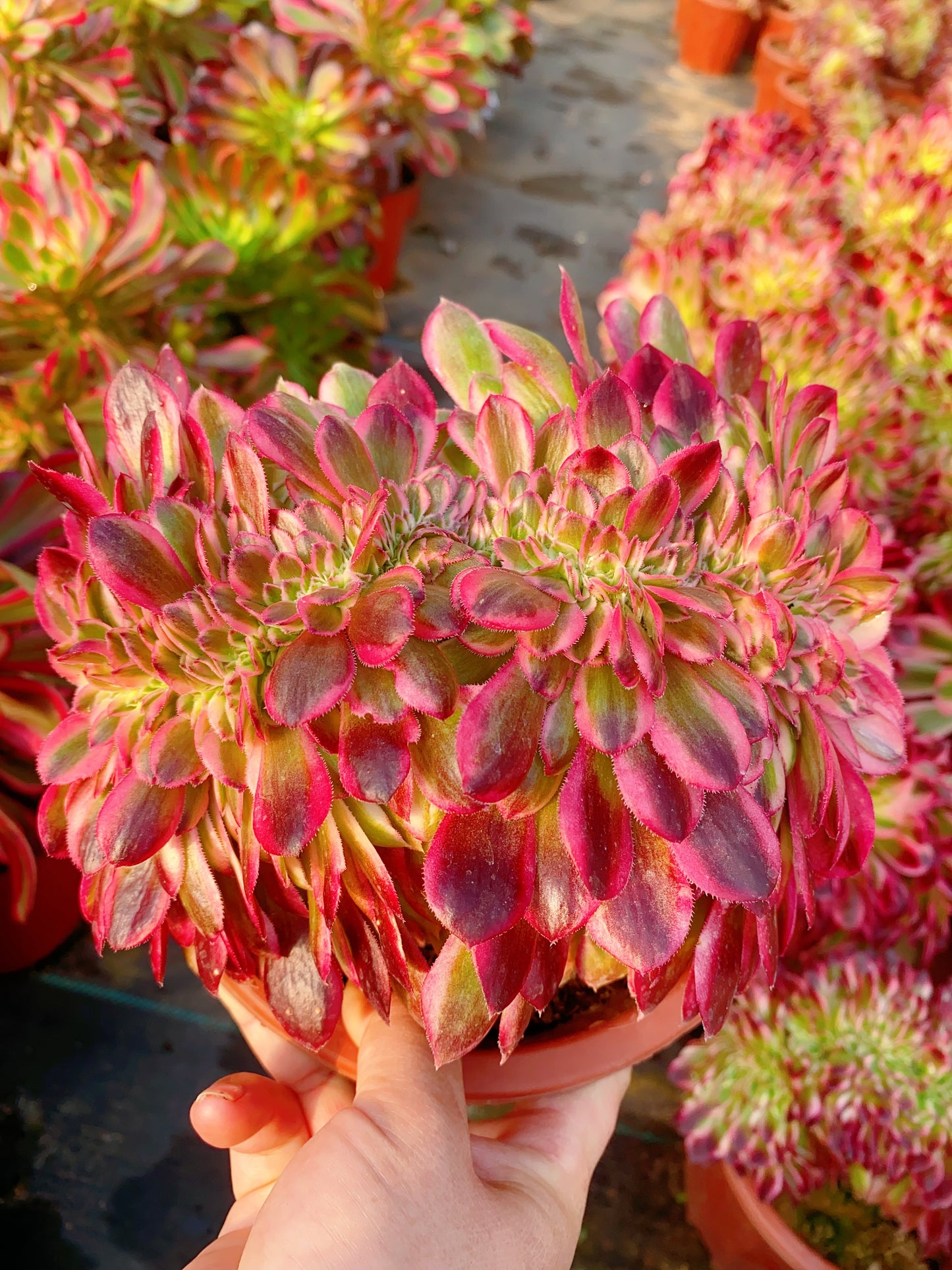 Litchi Crested/荔枝缀化 20-30cm