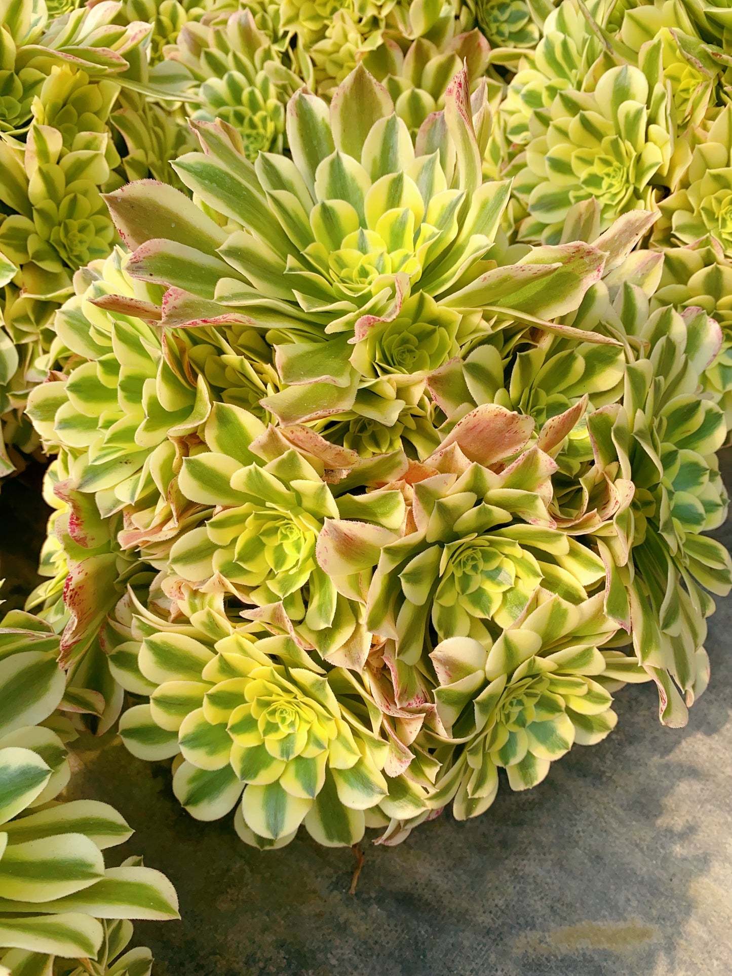 Green Medusa/绿豆沙 Cluster At least 15 heads 30cm-40cm two years old
