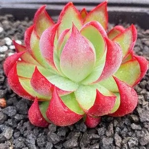 Casio/惊鸿仙子/卡西欧 9cm pot