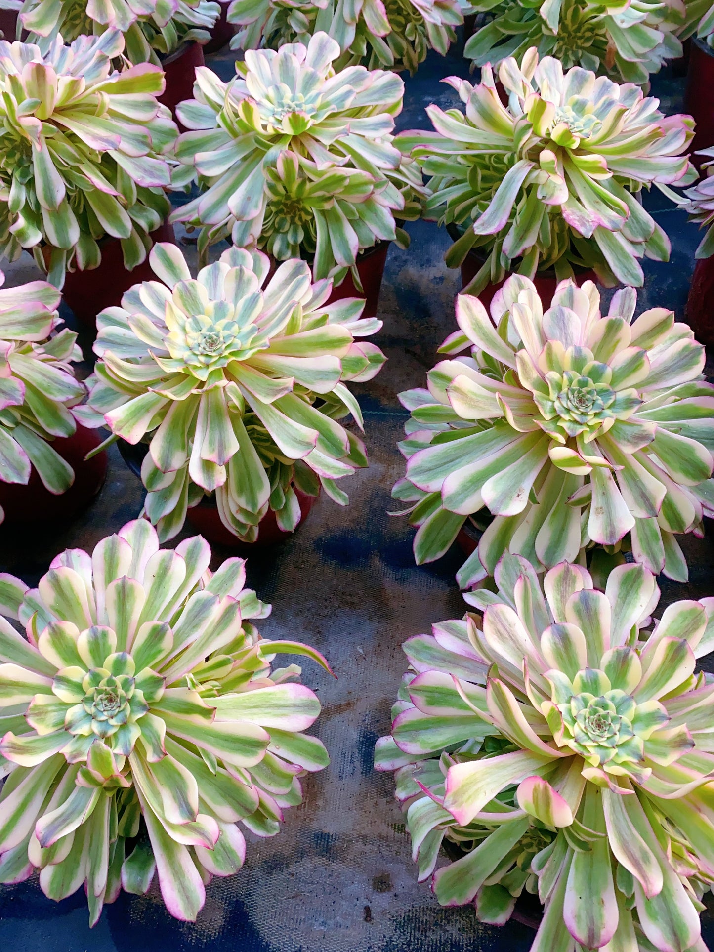 Tsar/沙皇 cluster 20-30cm at least 10 heads