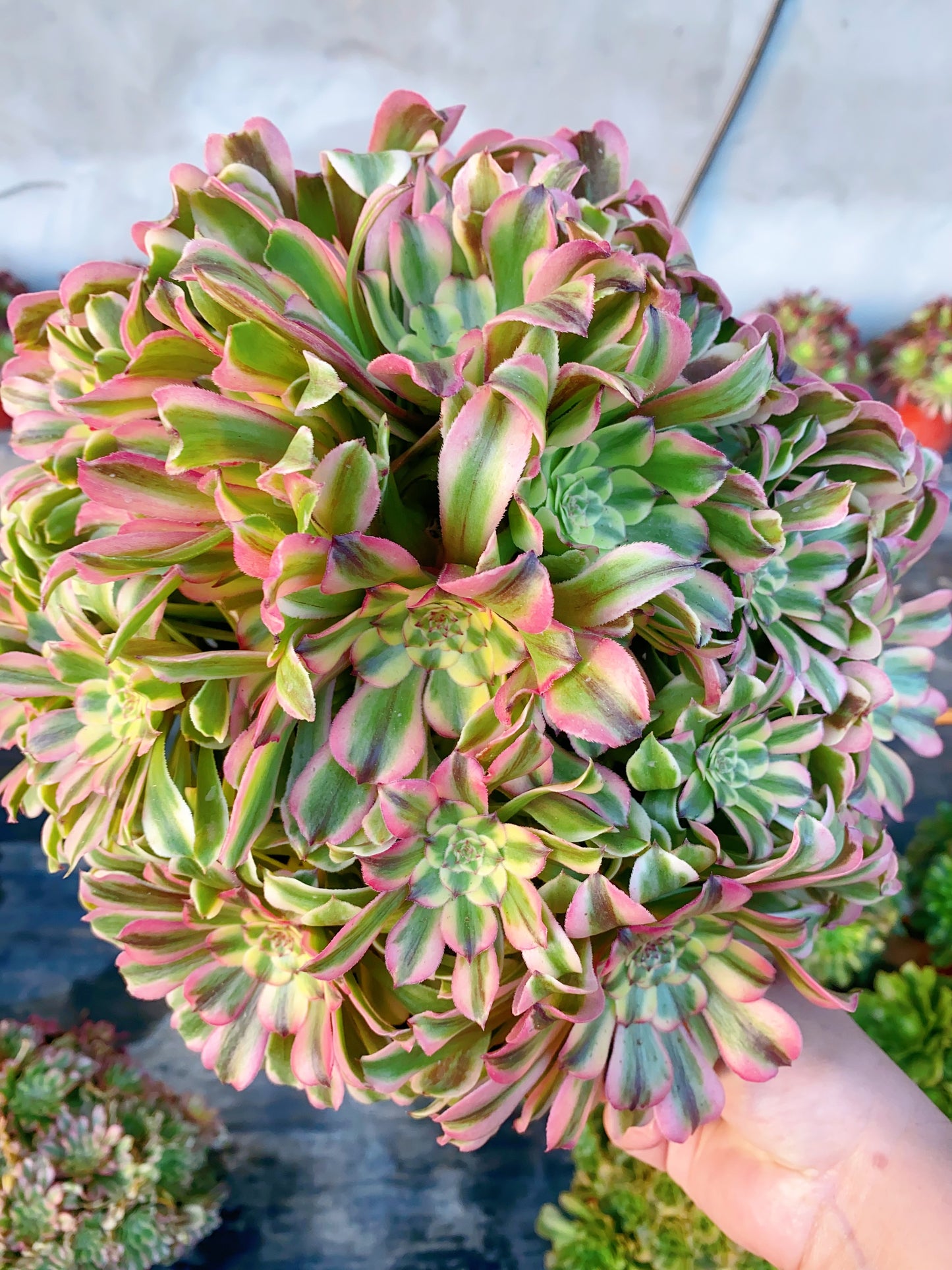 Beauty/佳丽 Spherical cluster 30-40cm at least 15 heads two years old